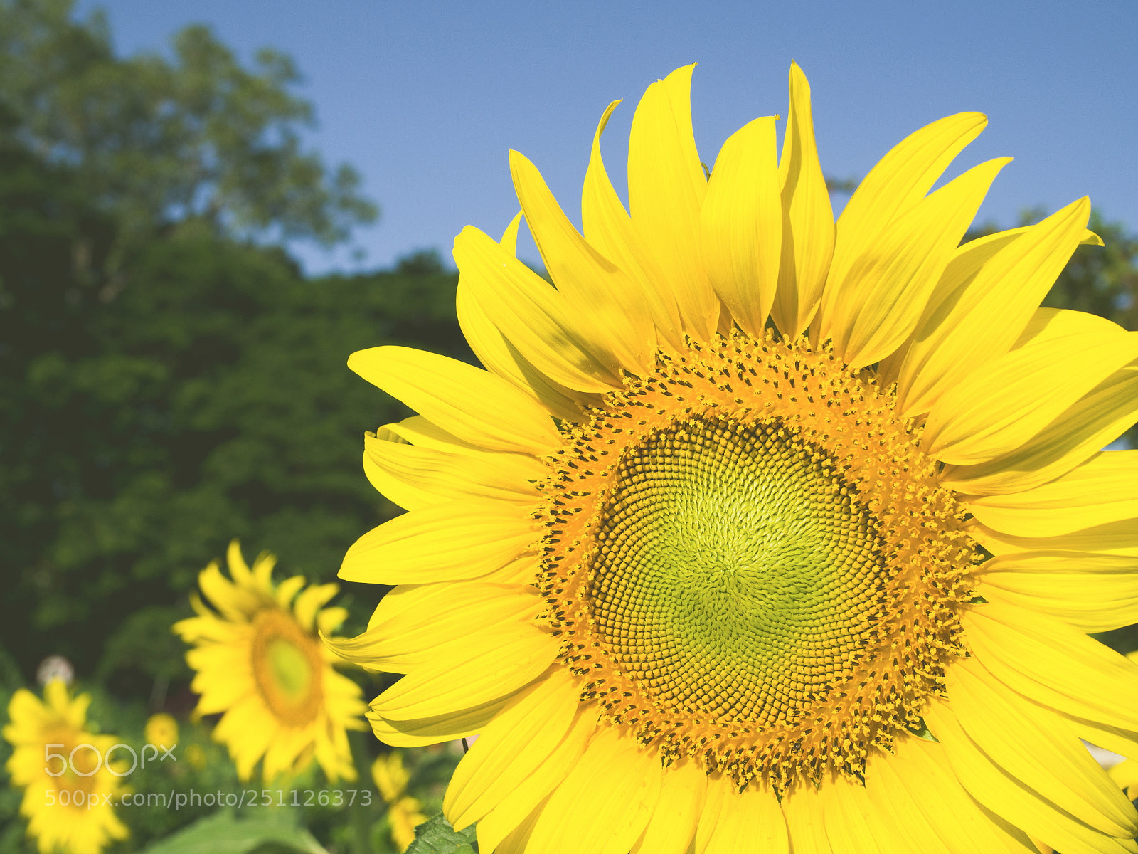 Olympus OM-D E-M10 III sample photo. Sunflowers sunflowers blooming in photography