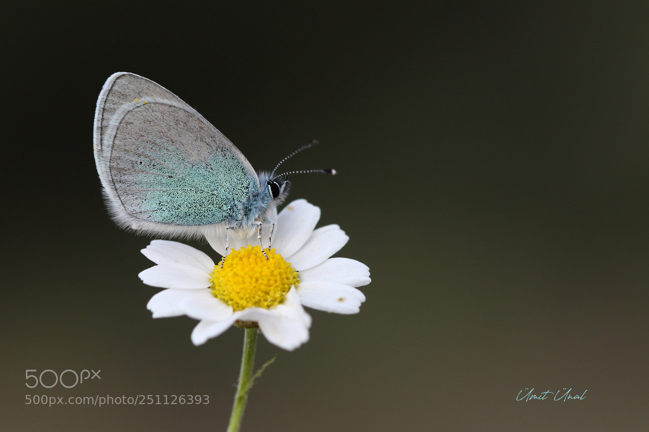 Canon EOS 7D Mark II sample photo. Green-underside blue photography