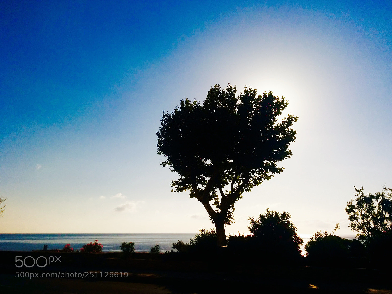 LG Nexus 5 sample photo. Just a tree photography