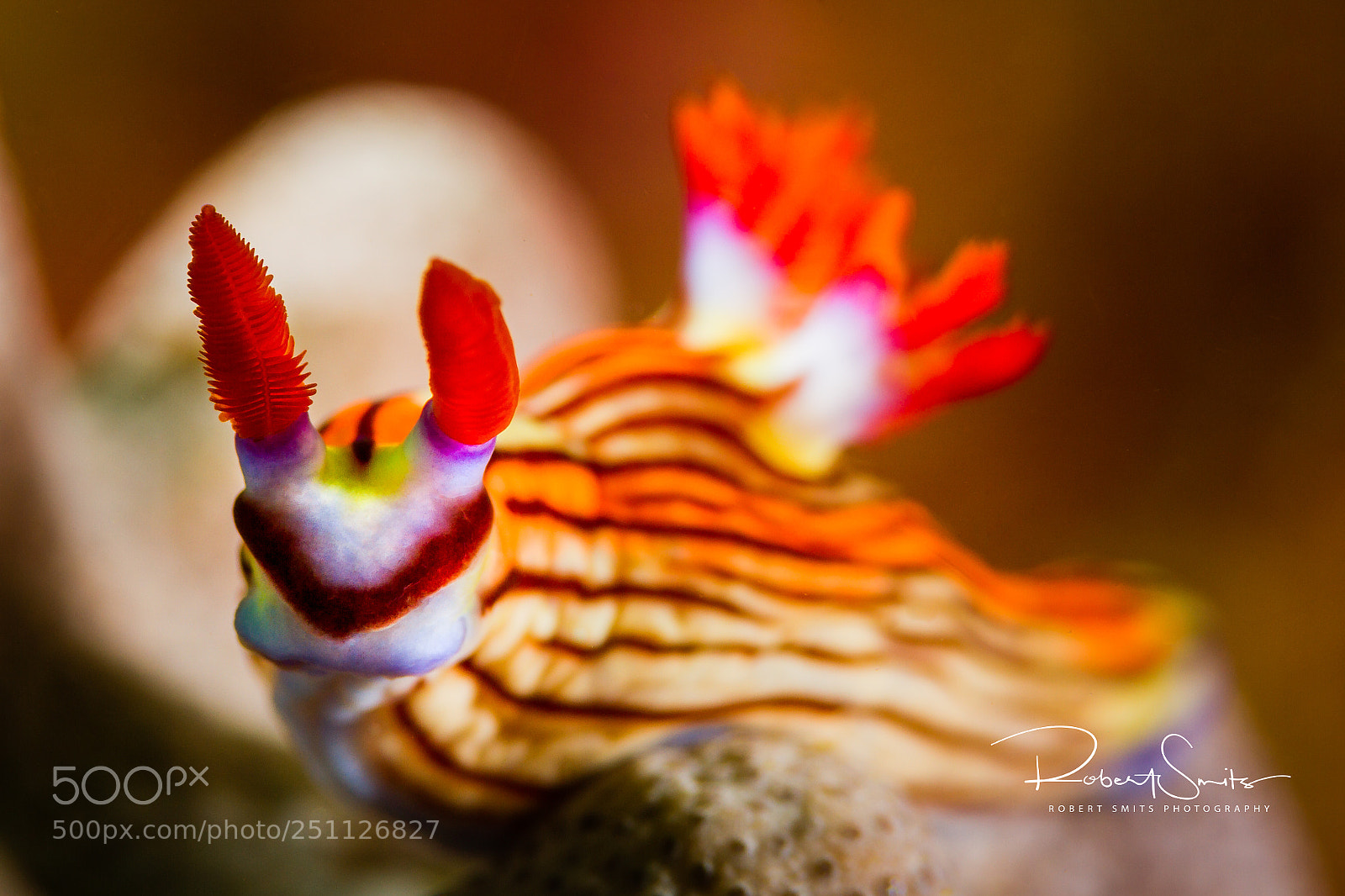 Canon EOS 7D sample photo. Superhero nudibranch photography