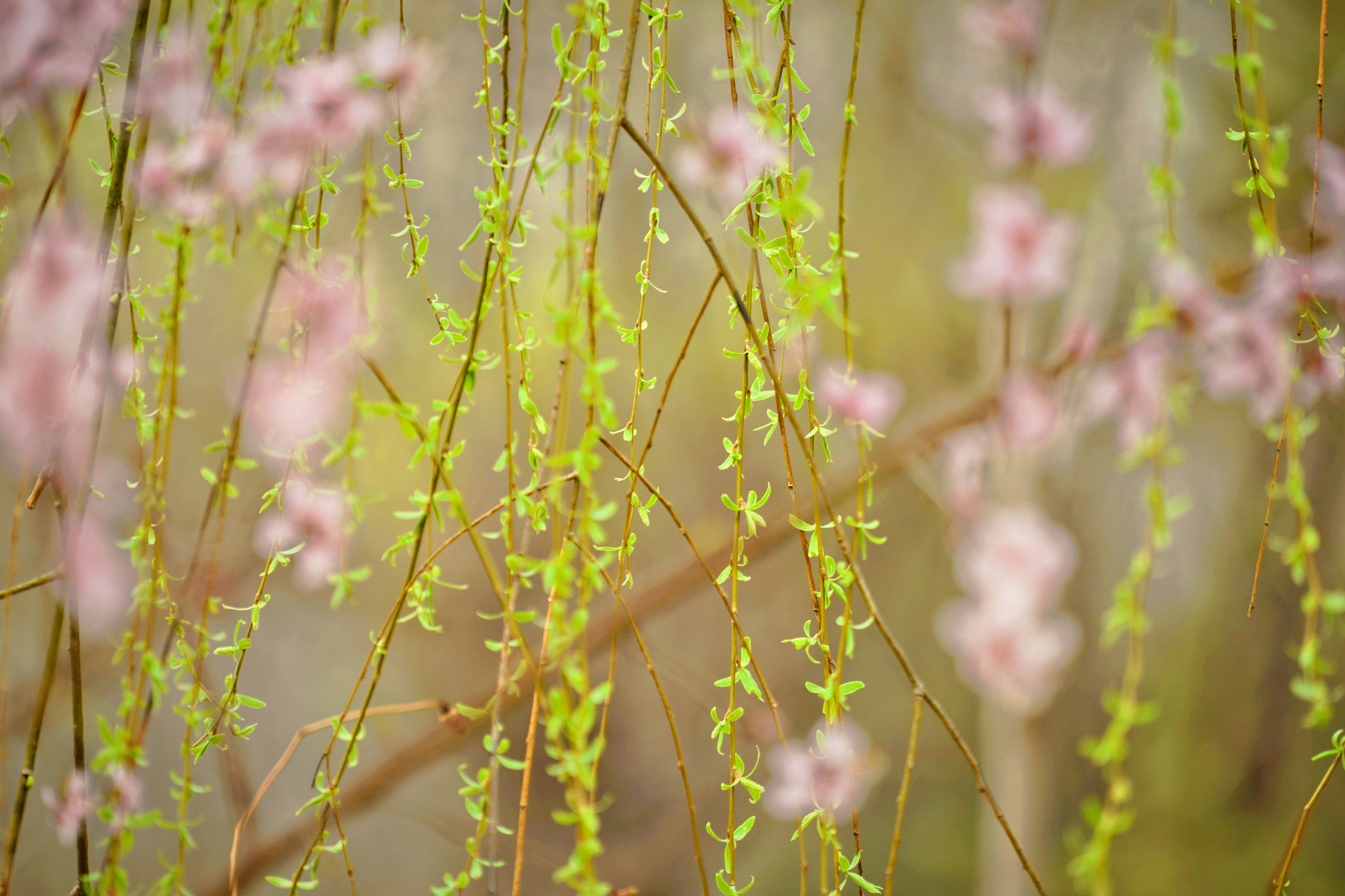 Sony FE 70-200mm F4 G OSS sample photo. 桃柳争春 photography