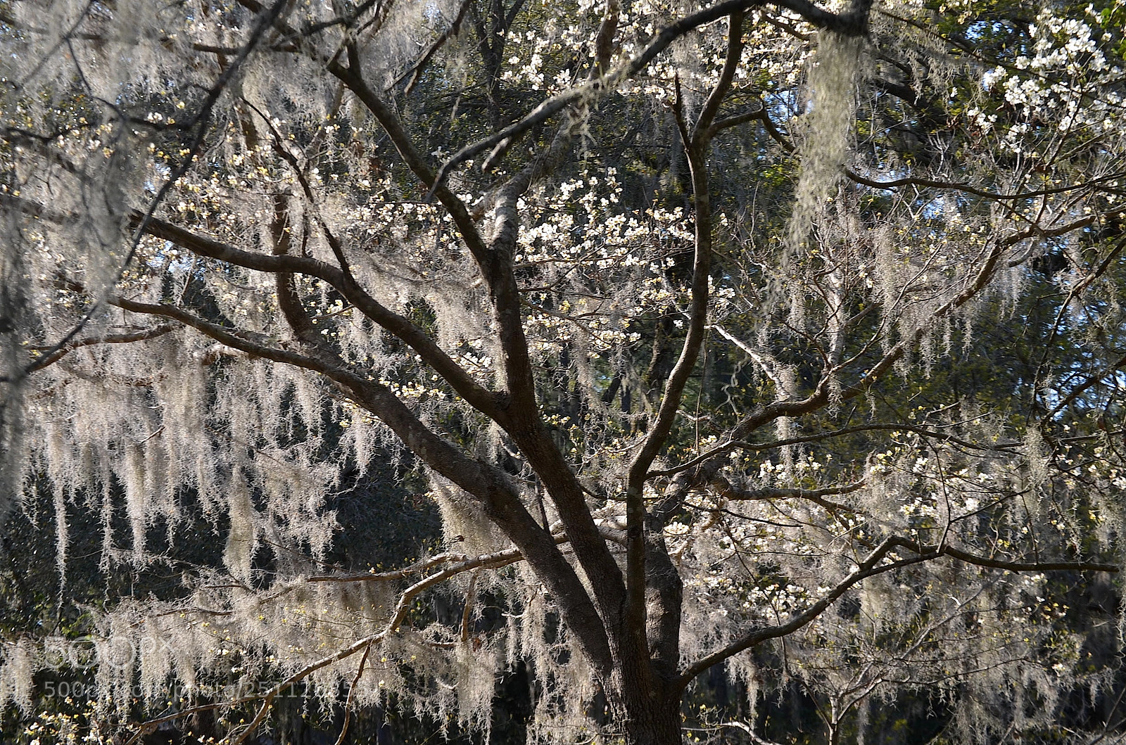 Nikon D5100 sample photo. Spanish moss illuminated photography
