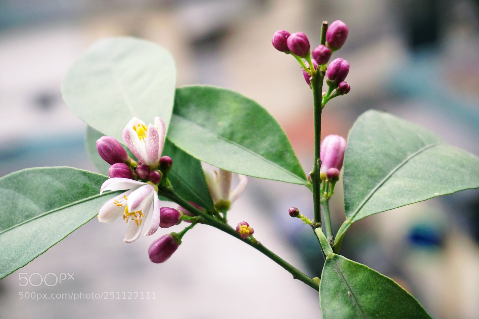 Sony a6000 sample photo. Hoa chanh - lemon photography