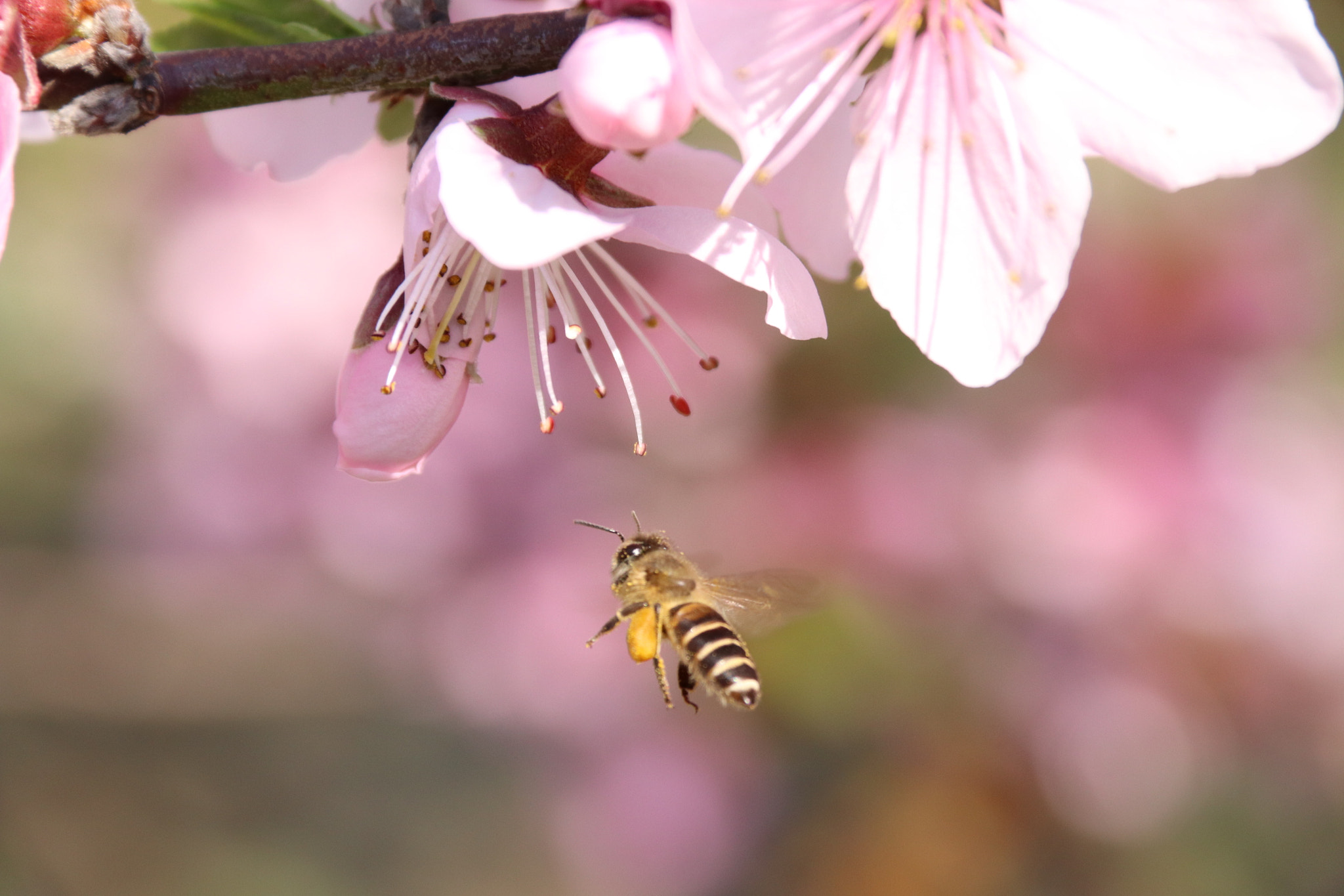 Canon EOS 77D (EOS 9000D / EOS 770D) + Canon EF-S 18-200mm F3.5-5.6 IS sample photo. Spring photography