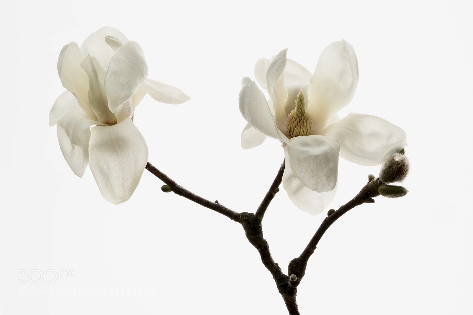 Sony a7R III sample photo. Magnolia photography