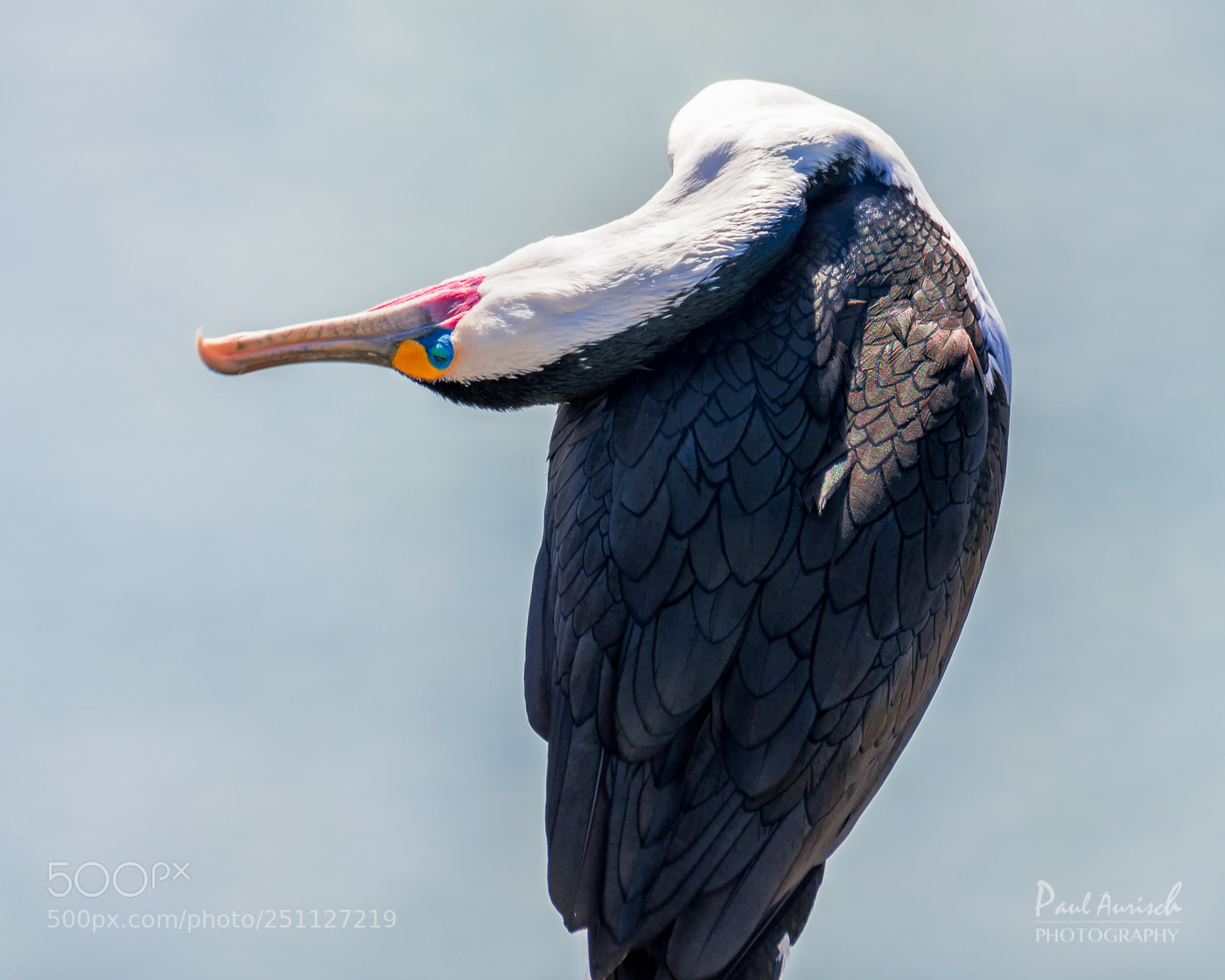 Nikon D500 sample photo. Pied cormorant photography