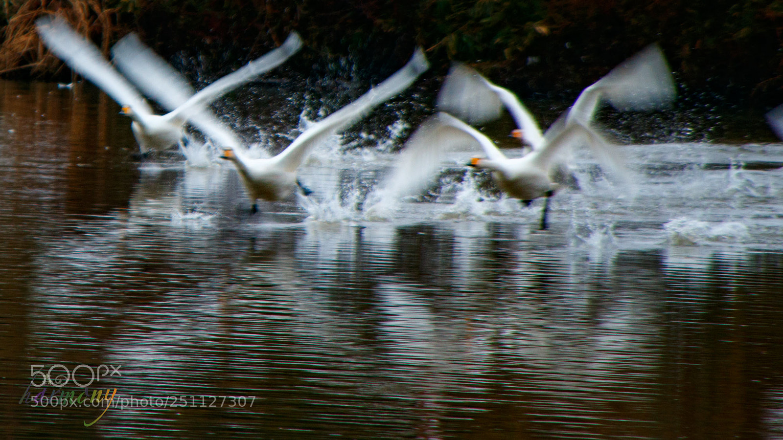 Canon EOS 70D sample photo. Running on the water photography