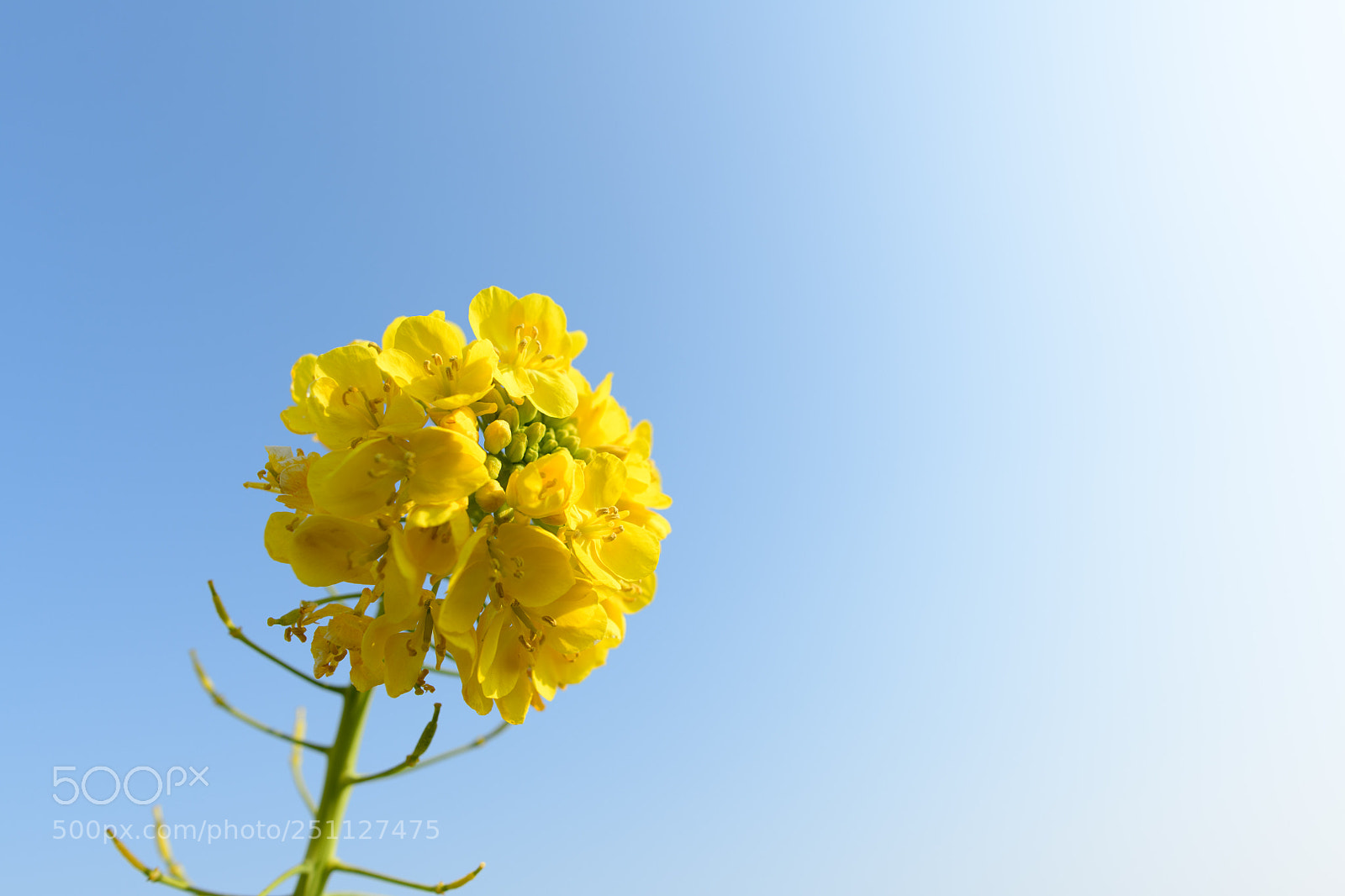 Nikon D850 sample photo. Yellow ball photography