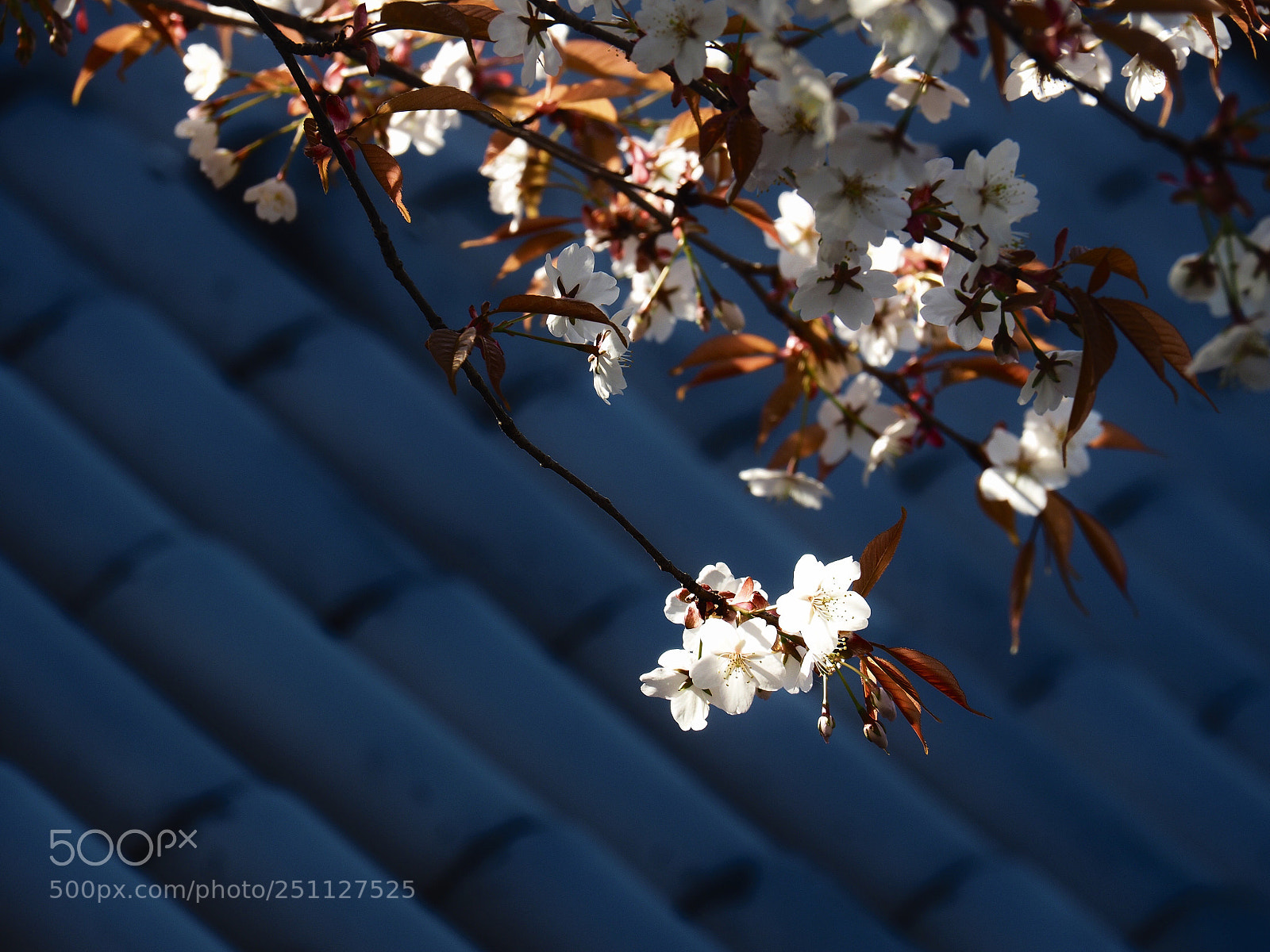 Olympus OM-D E-M5 II sample photo. Sakura at the temple photography