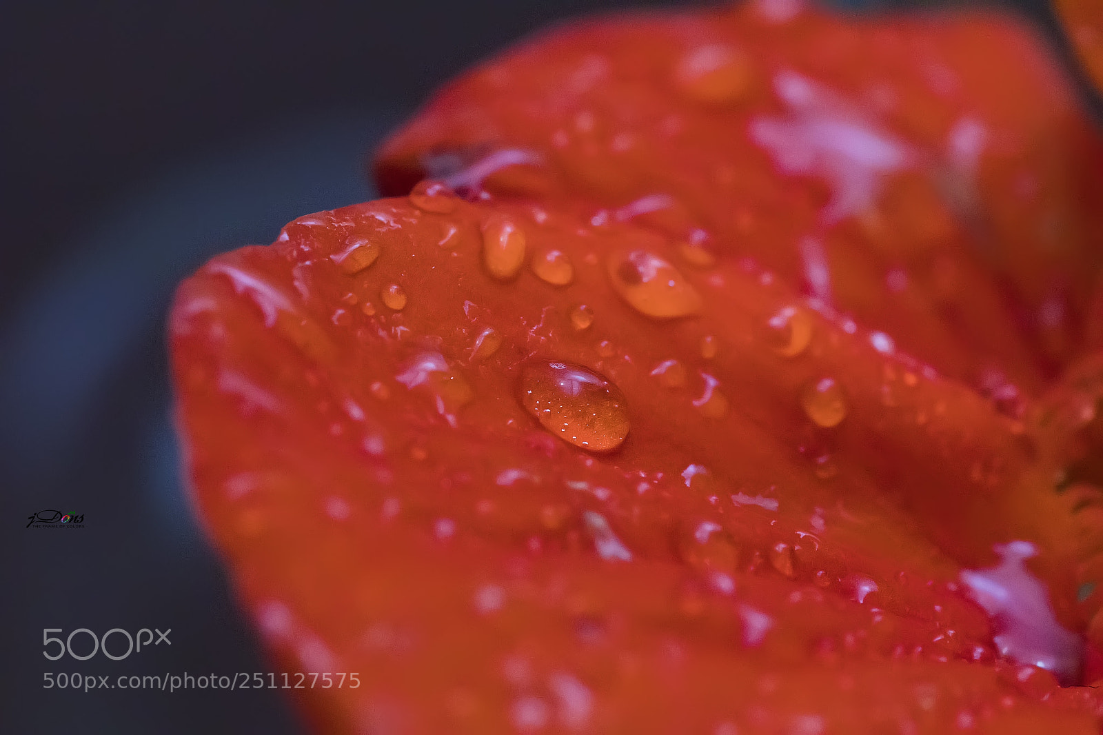 Canon EOS 80D sample photo. Water drop photography