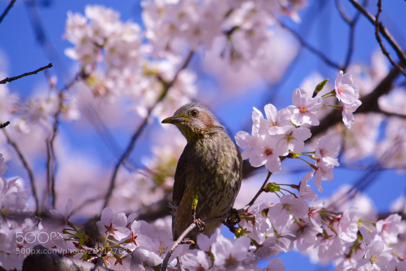 Nikon D7100 sample photo. Brown eared bulbul and photography