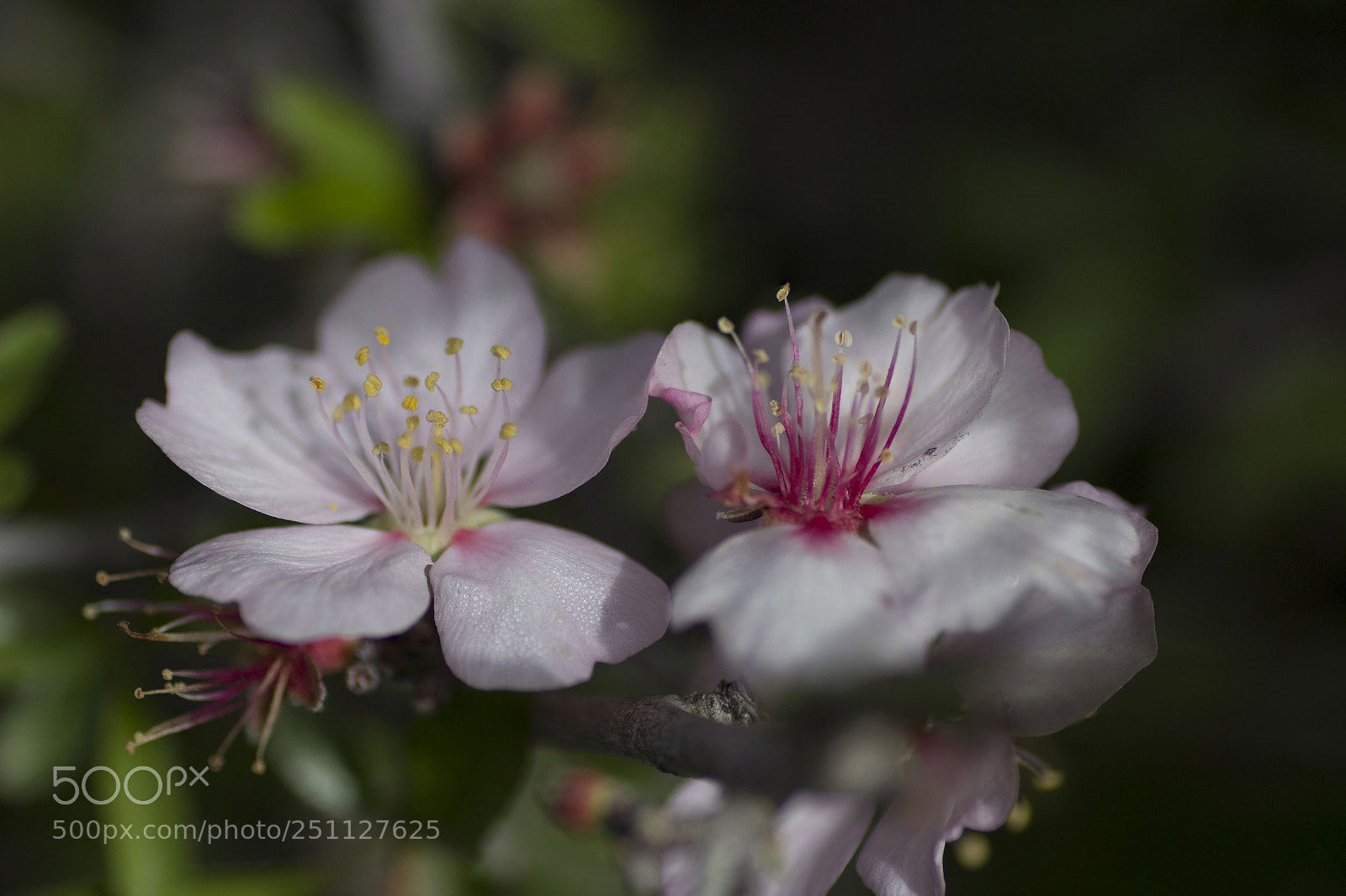 Canon EOS 600D (Rebel EOS T3i / EOS Kiss X5) sample photo. Blossom photography