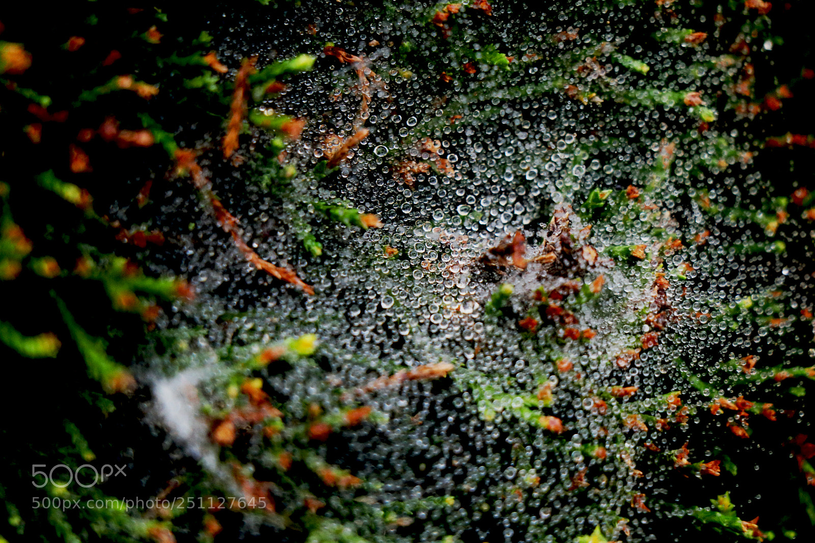 Canon EOS 80D sample photo. Wet web photography