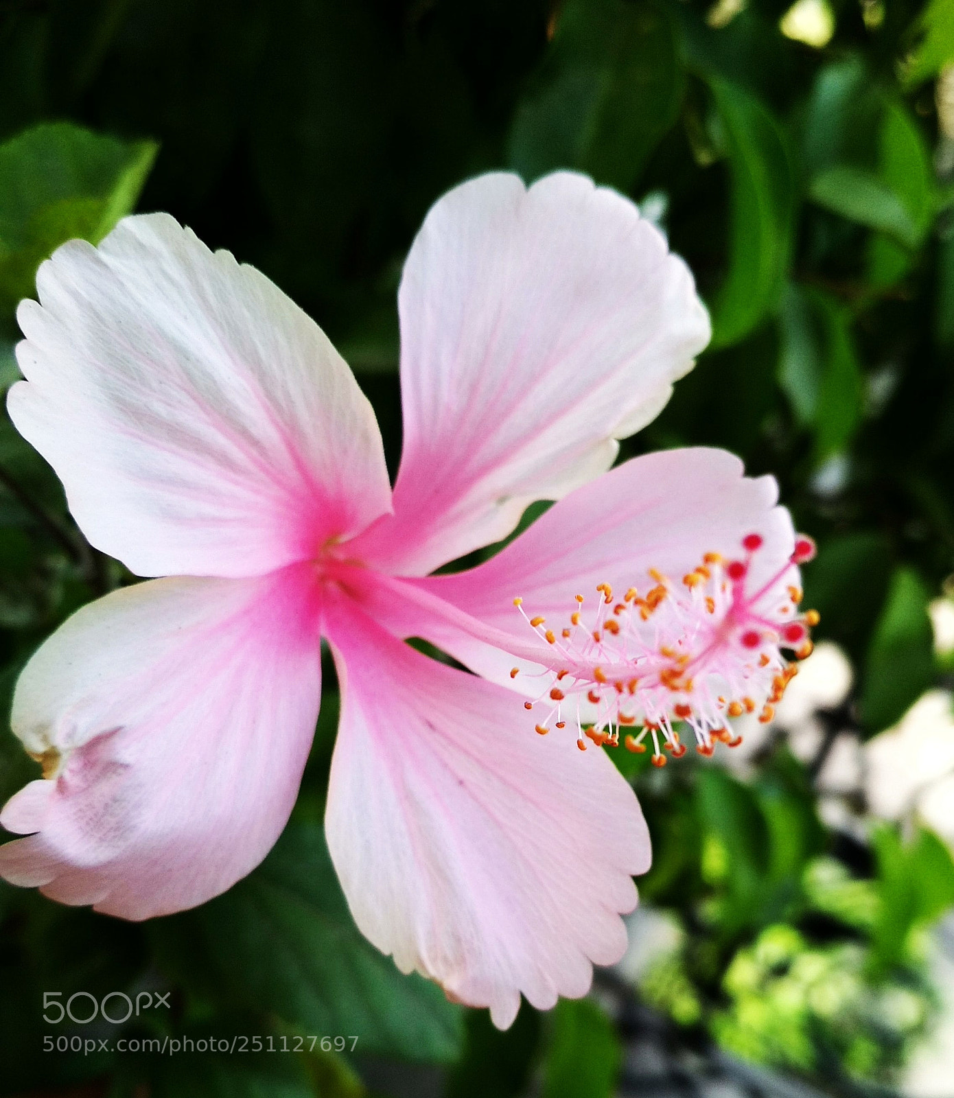 Xiaomi Redmi 4 Pro sample photo. Pink blossom photography