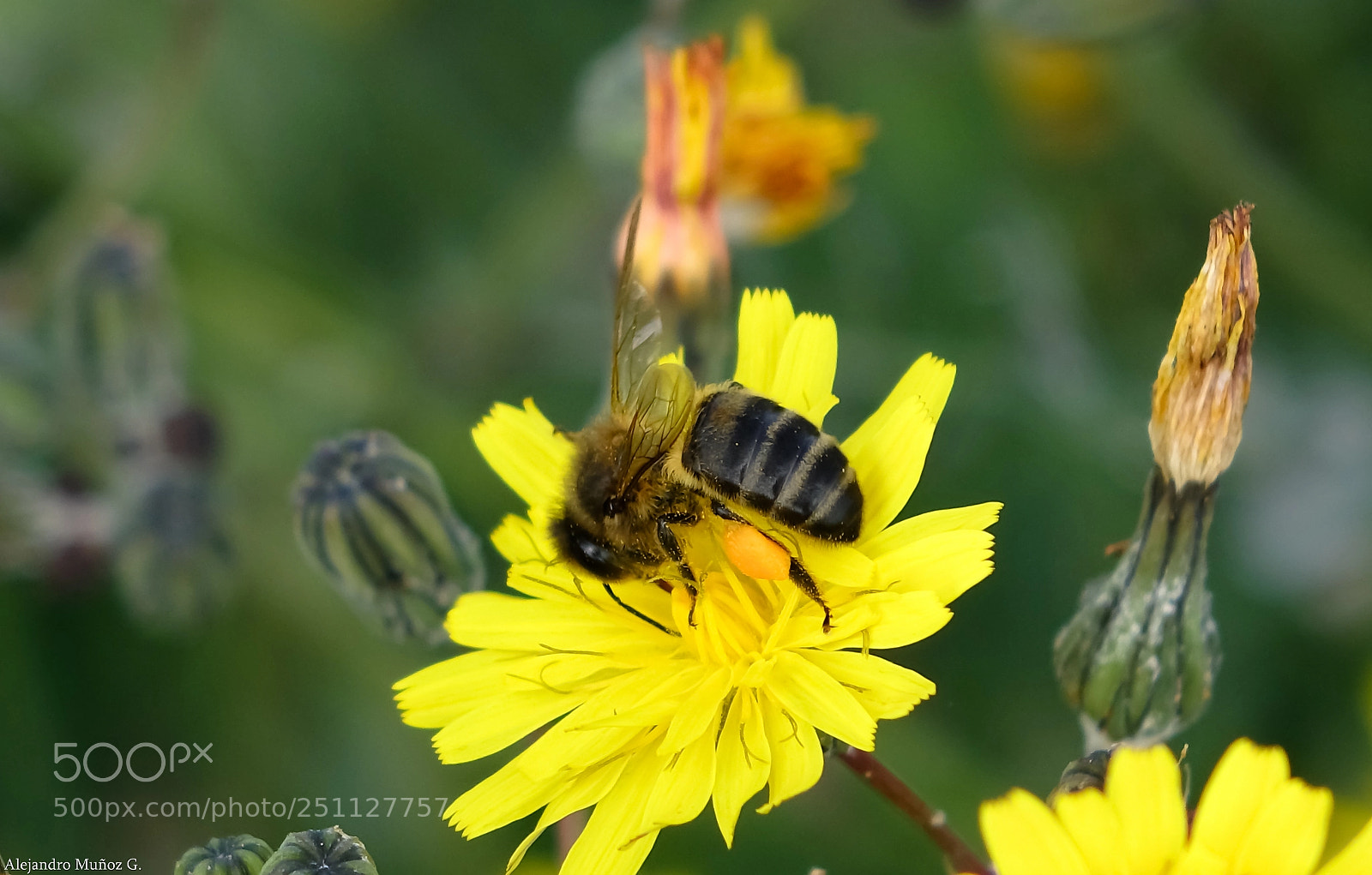 Sony Cyber-shot DSC-RX10 sample photo. Abeja polinizando la flor photography
