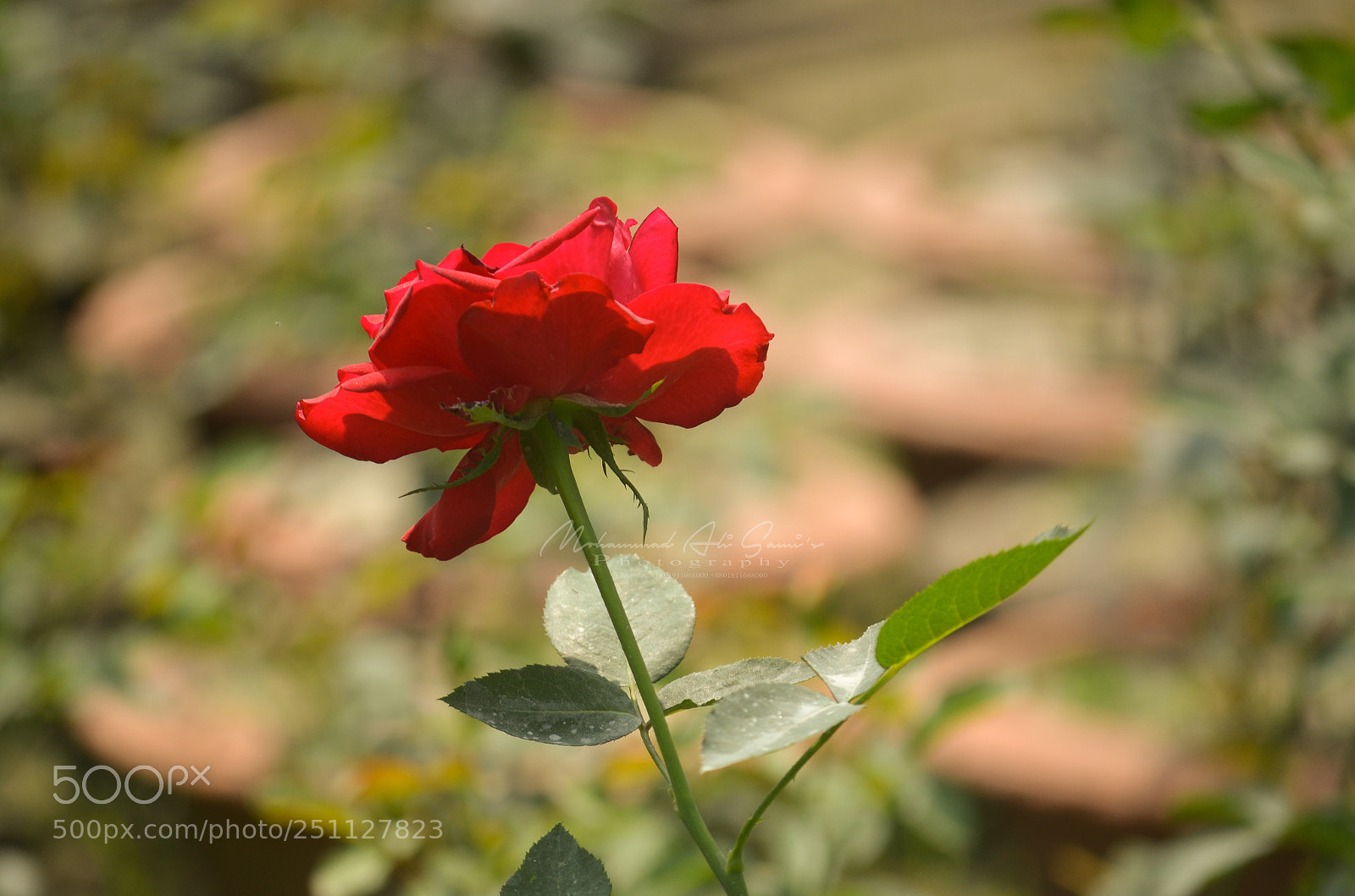 Nikon D7000 sample photo. Untitled photography