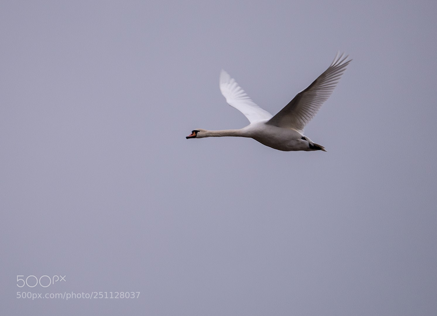 Panasonic Lumix DMC-GX85 (Lumix DMC-GX80 / Lumix DMC-GX7 Mark II) sample photo. Cygnus olor photography