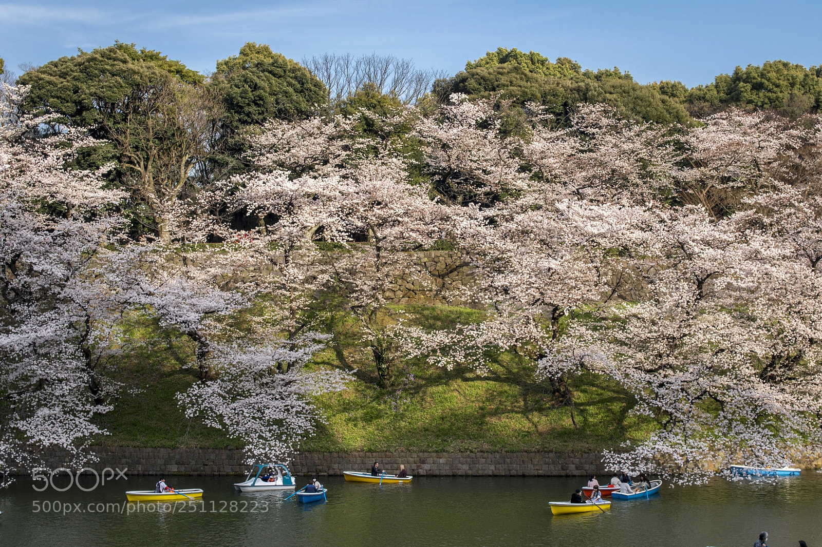 Nikon D500 sample photo. Sakura at the tokyo photography