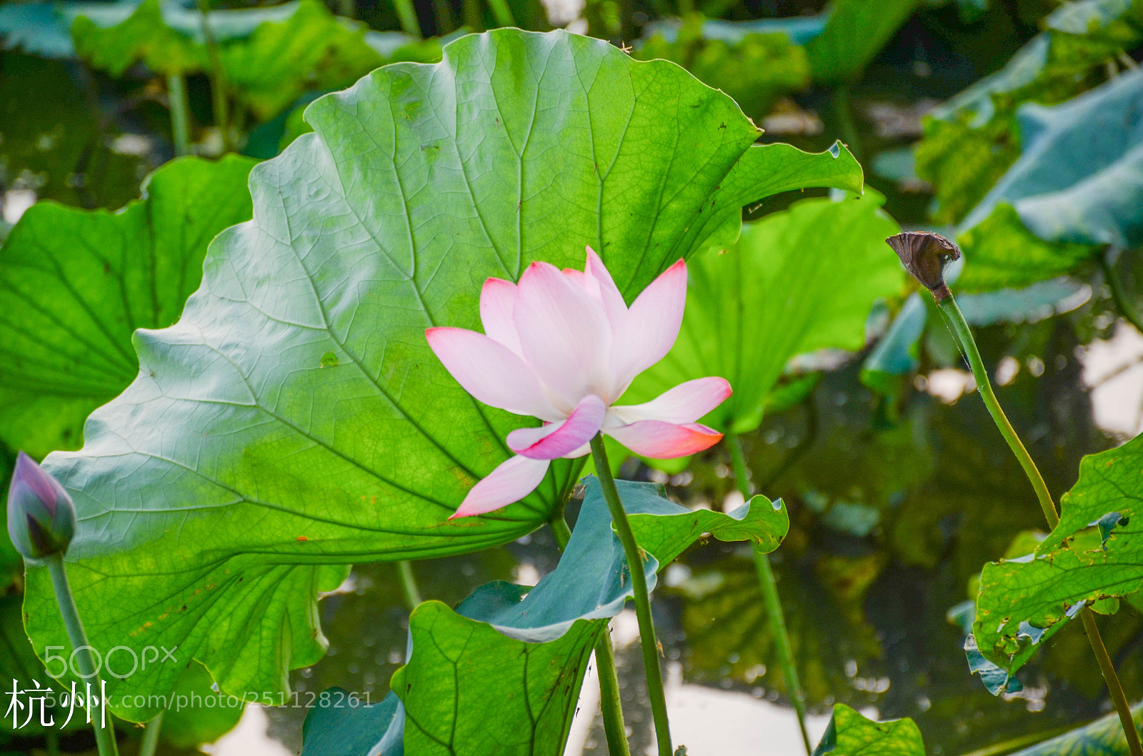Nikon D7000 sample photo. W2 photography