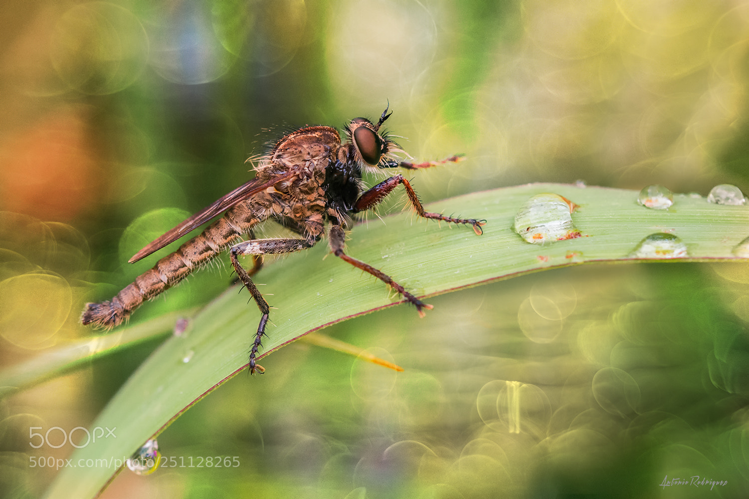 Nikon D7100 sample photo. Mosca asesina photography