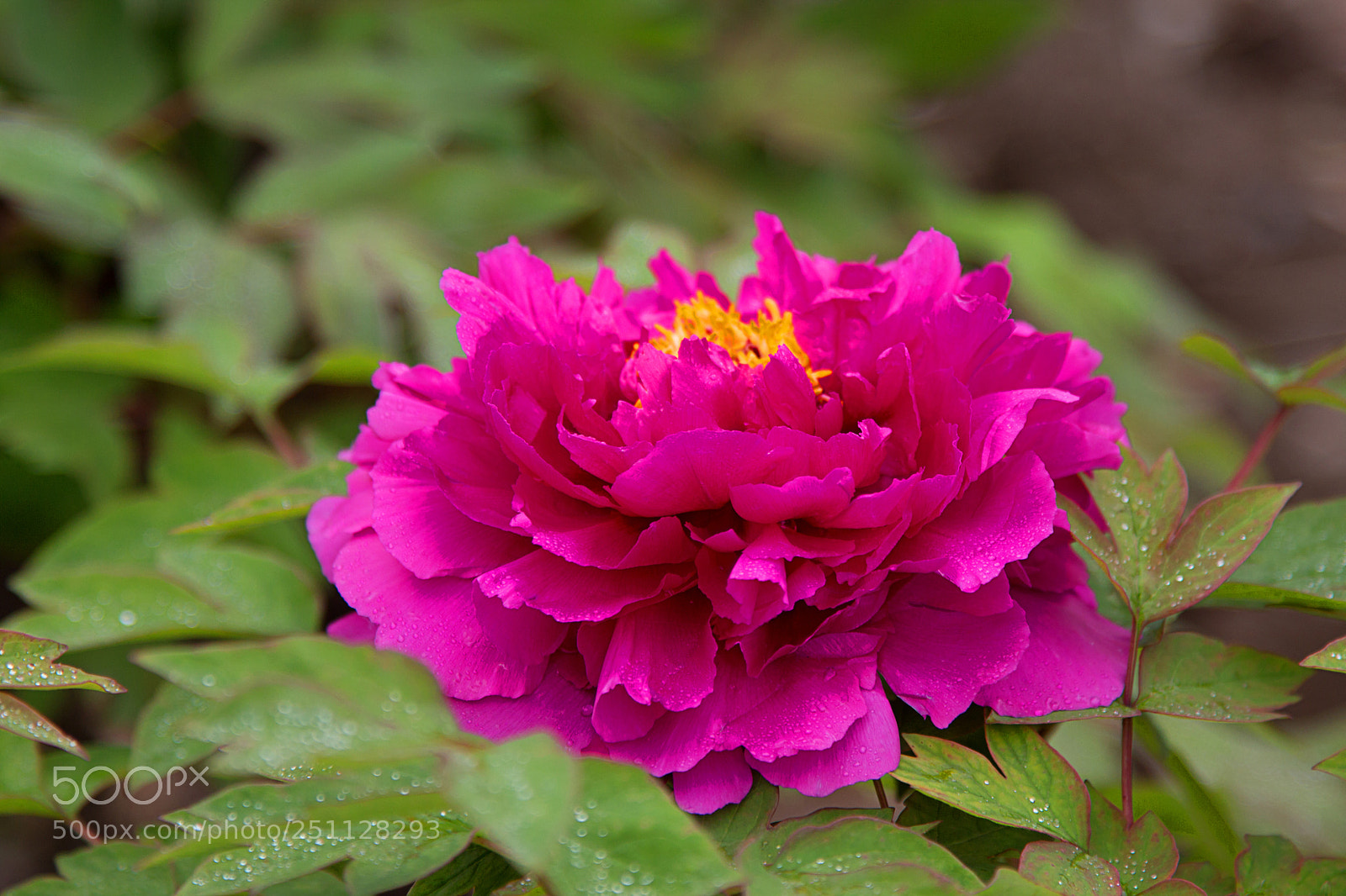 Canon EOS 650D (EOS Rebel T4i / EOS Kiss X6i) sample photo. Red mudan . 红牡丹. photography