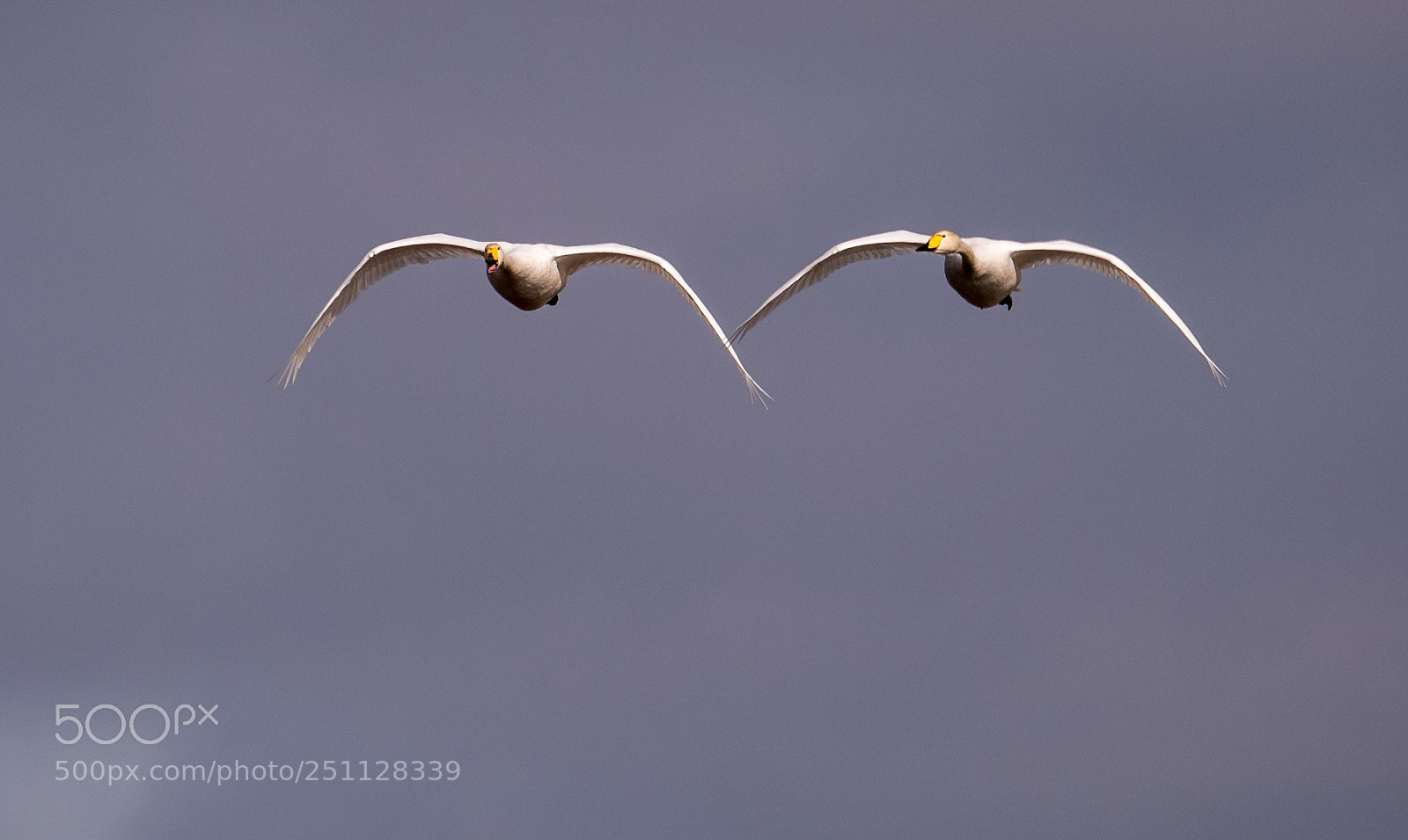 Panasonic Lumix DMC-GX85 (Lumix DMC-GX80 / Lumix DMC-GX7 Mark II) sample photo. Cygnus cygnus photography