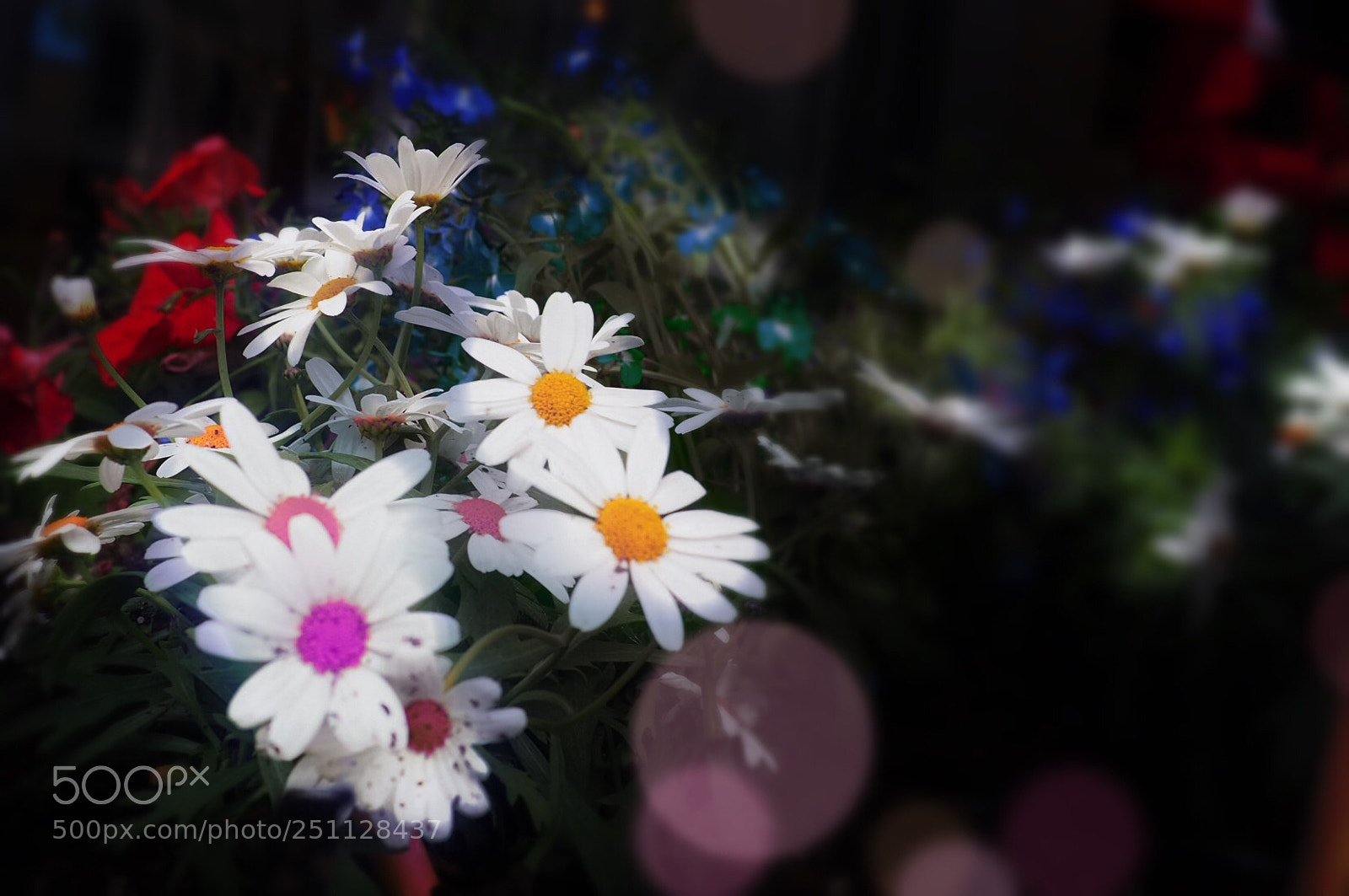 Olympus OM-D E-M10 II sample photo. Bucket flowers photography