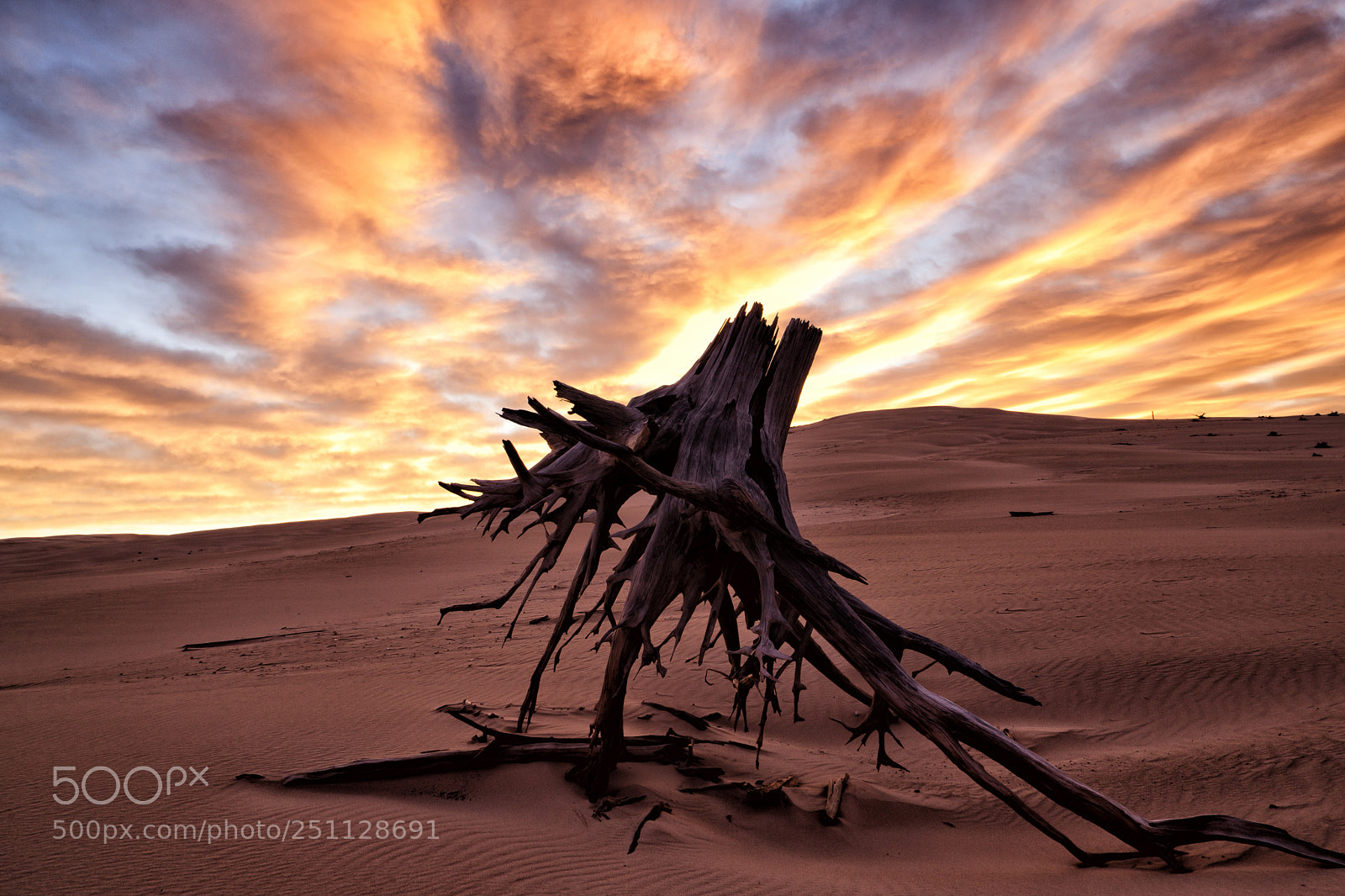 Canon EOS 5D Mark II sample photo. Old stump at sunrise photography