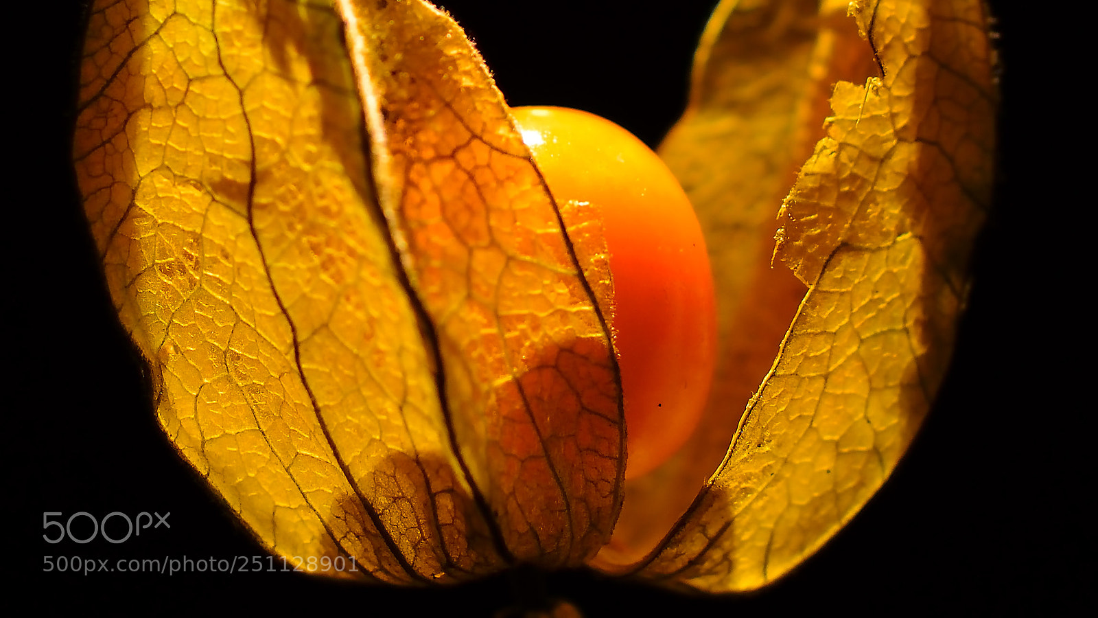 Nikon D7000 sample photo. Physalis peruviana photography