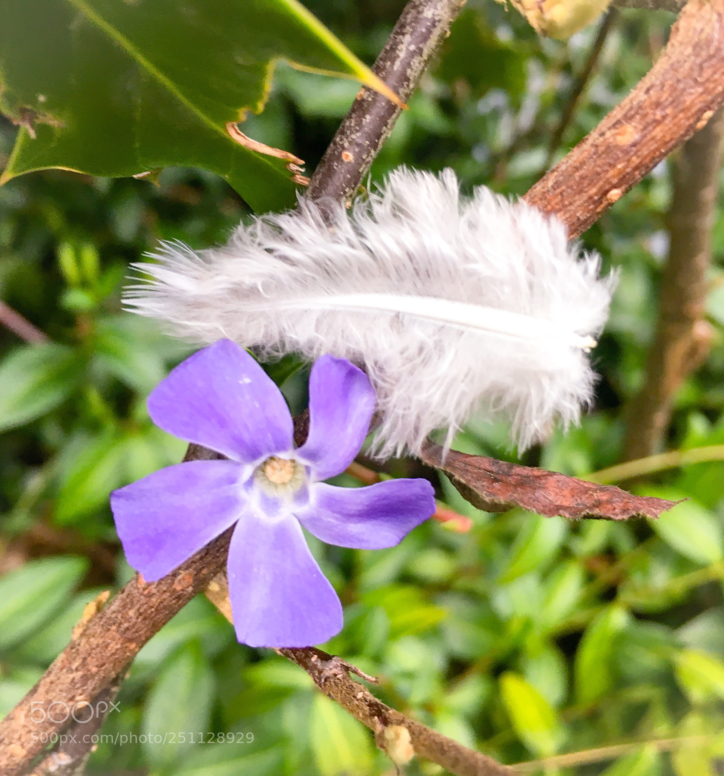 Apple iPhone 6s sample photo. White feather and purple photography