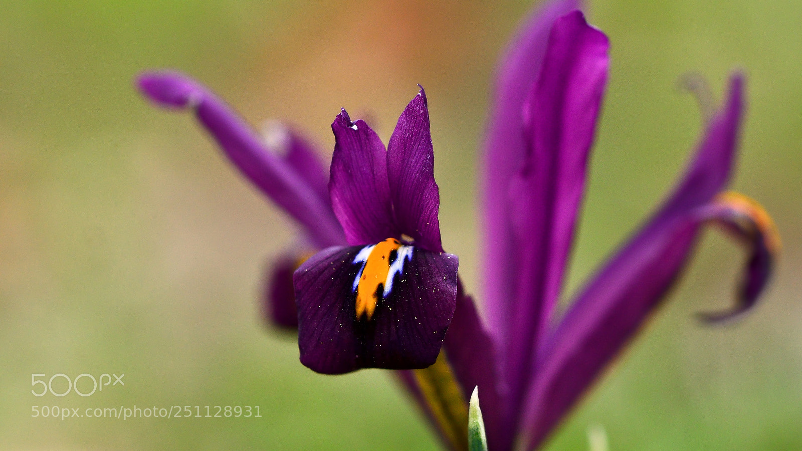 Nikon D7000 sample photo. Spring flower photography