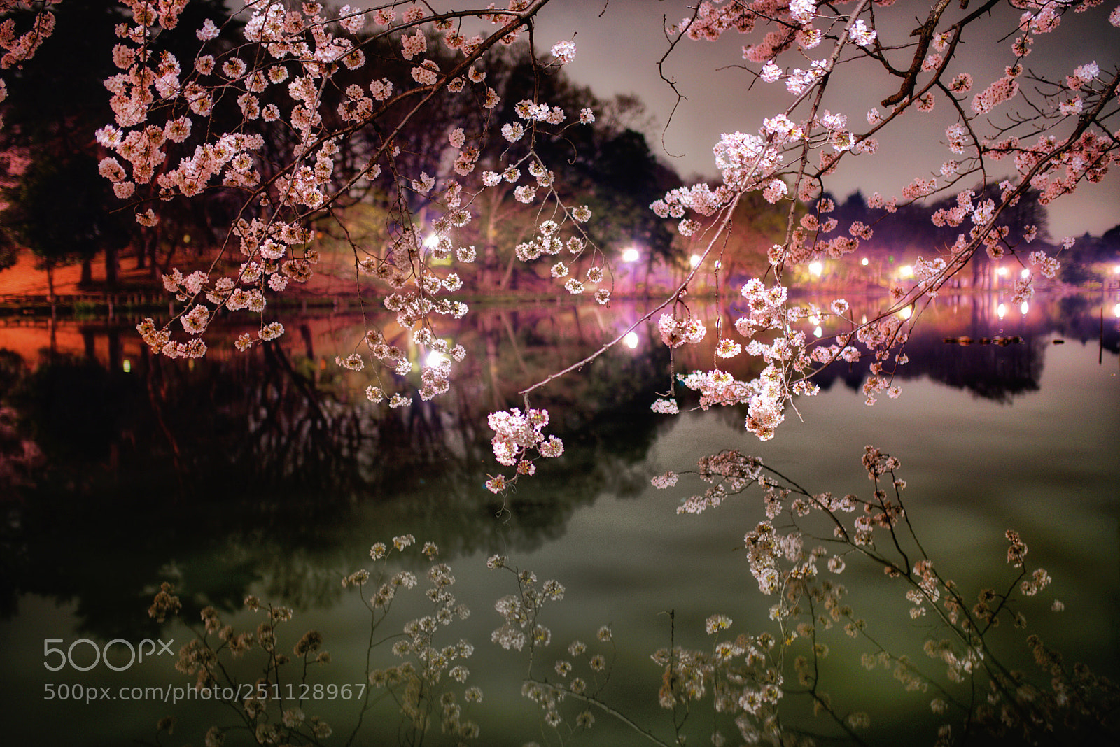 Nikon D750 sample photo. Cherryblossom. photography