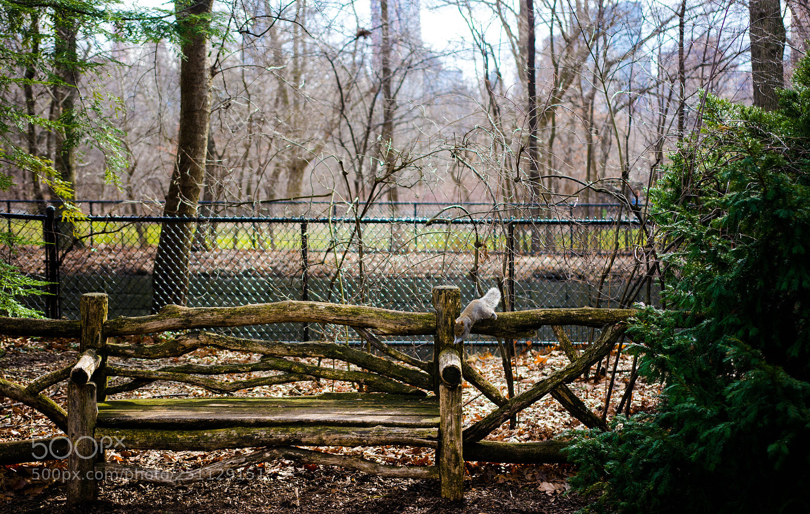 Nikon D7100 sample photo. Central park squirrel photography