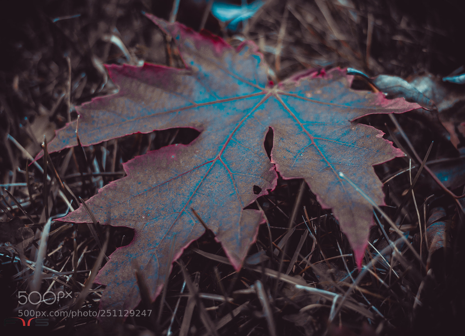 Canon EOS 600D (Rebel EOS T3i / EOS Kiss X5) sample photo. Blue silk.. photography