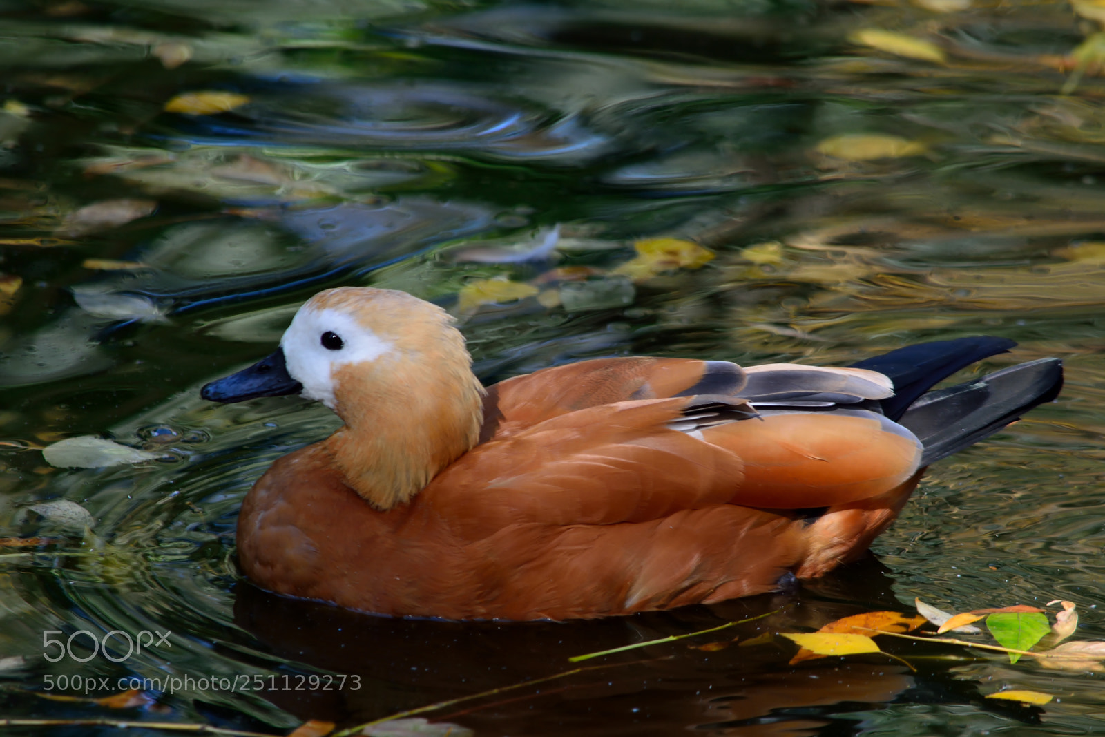 Nikon D5200 sample photo. Birds photography