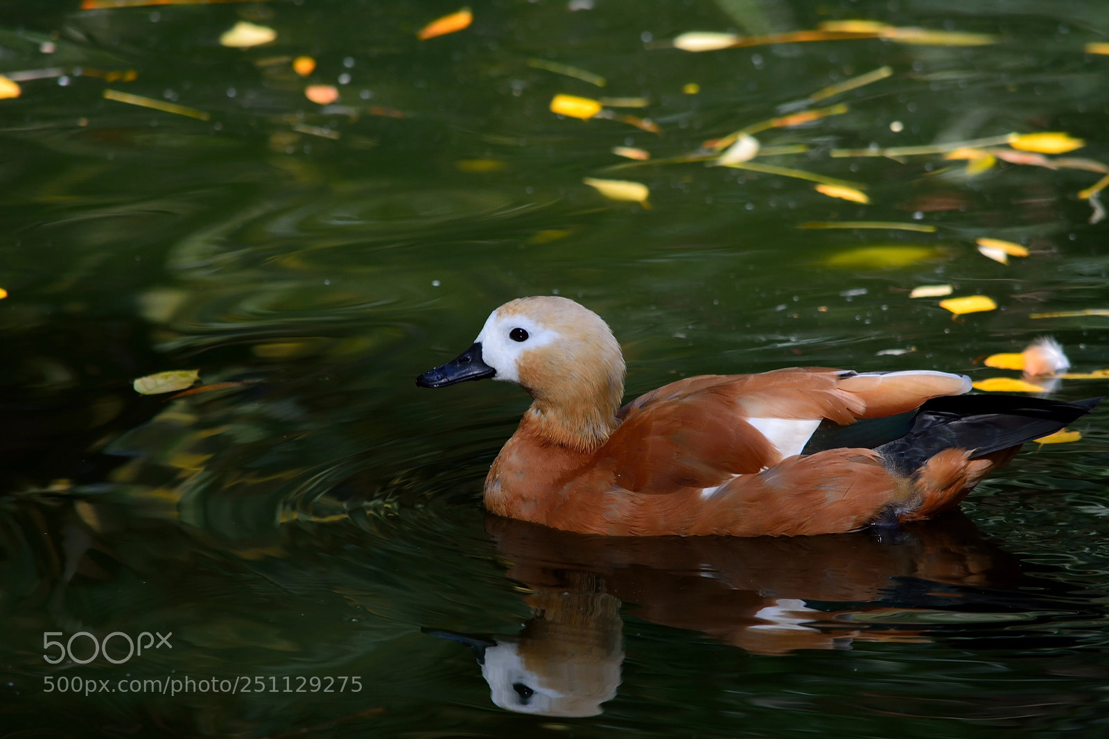 Nikon D5200 sample photo. Birds photography