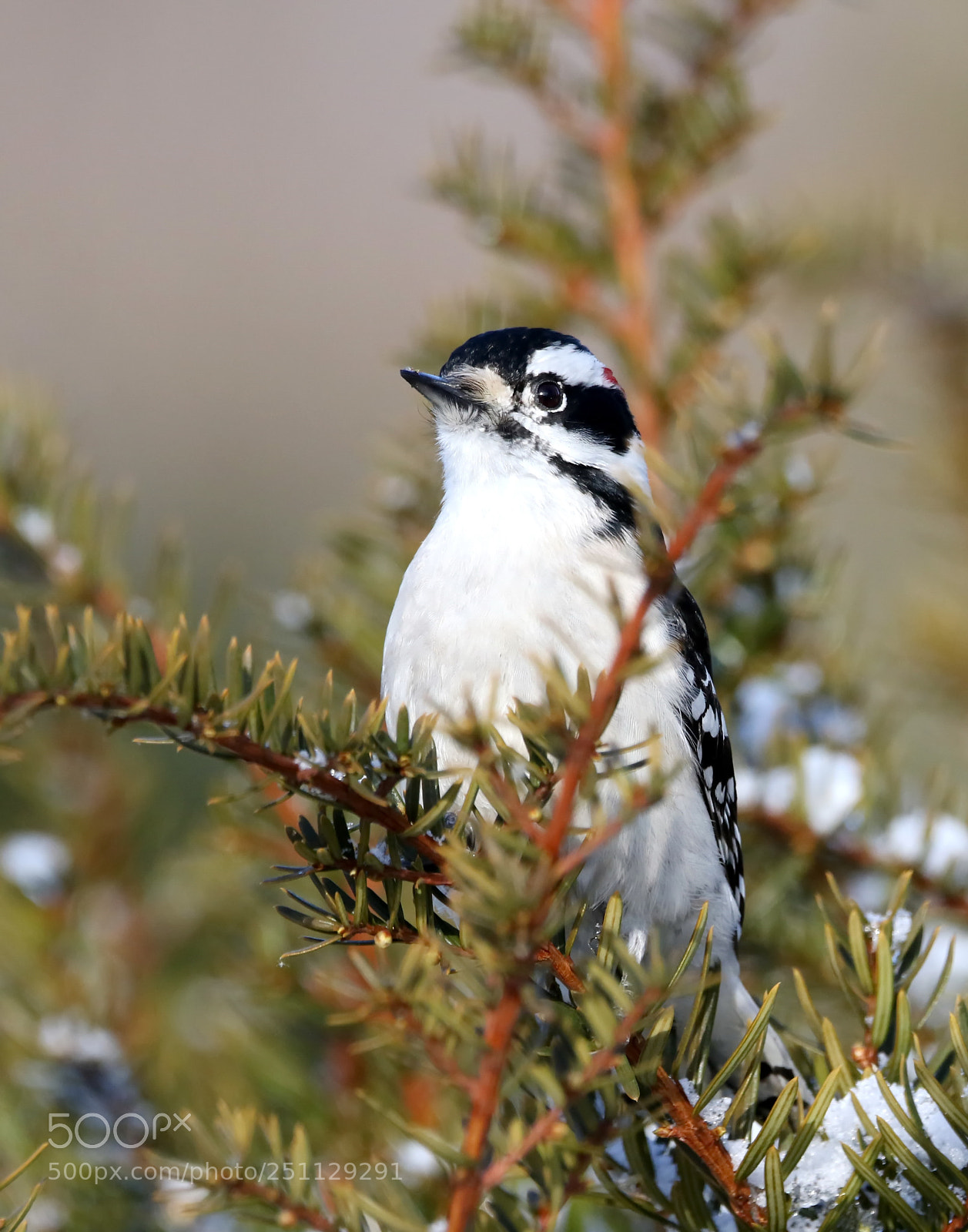 Canon EOS 7D Mark II sample photo. Male downy woodpecker photography