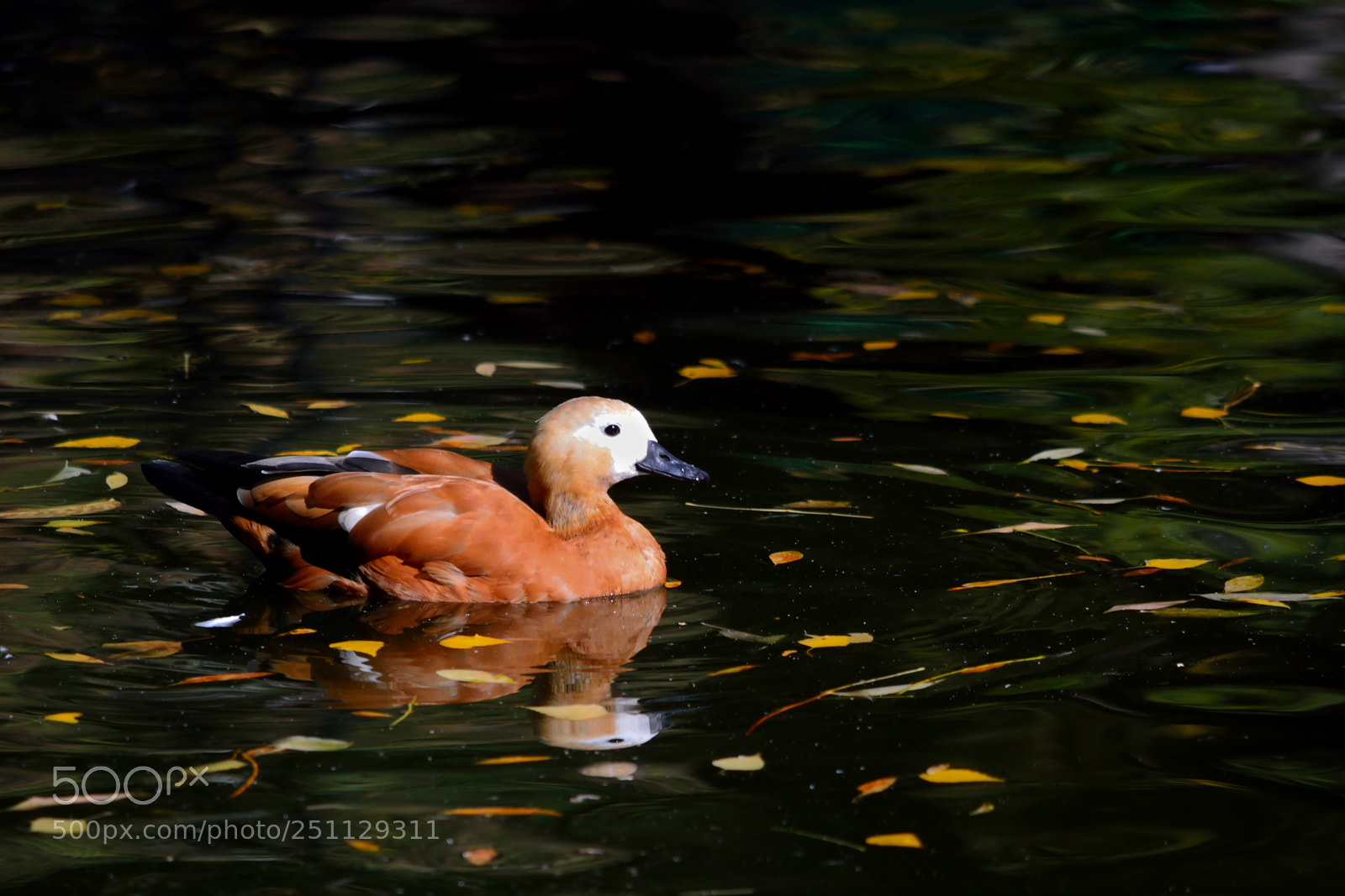 Nikon D5200 sample photo. Birds photography