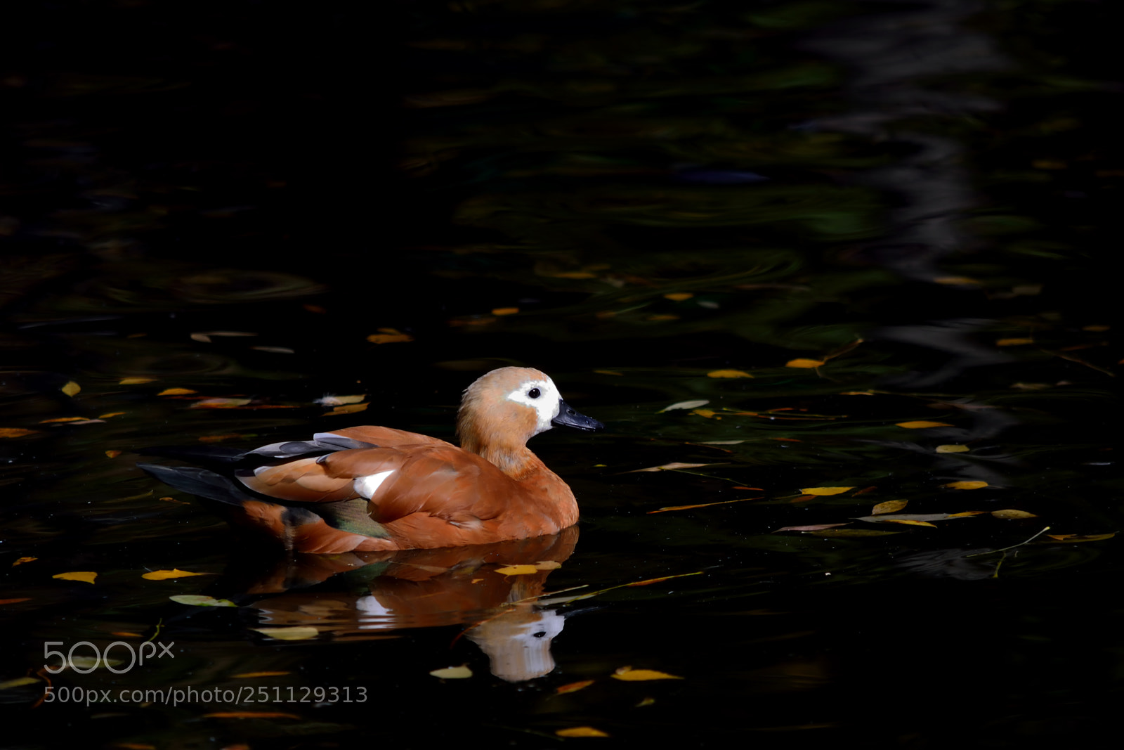 Nikon D5200 sample photo. Birds photography