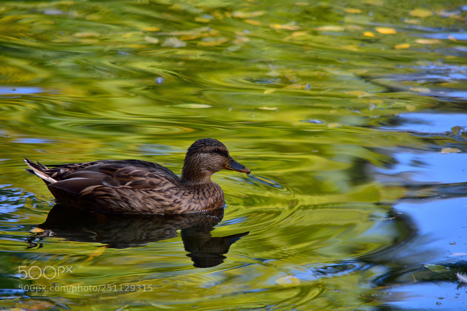 Nikon D5200 sample photo. Birds photography