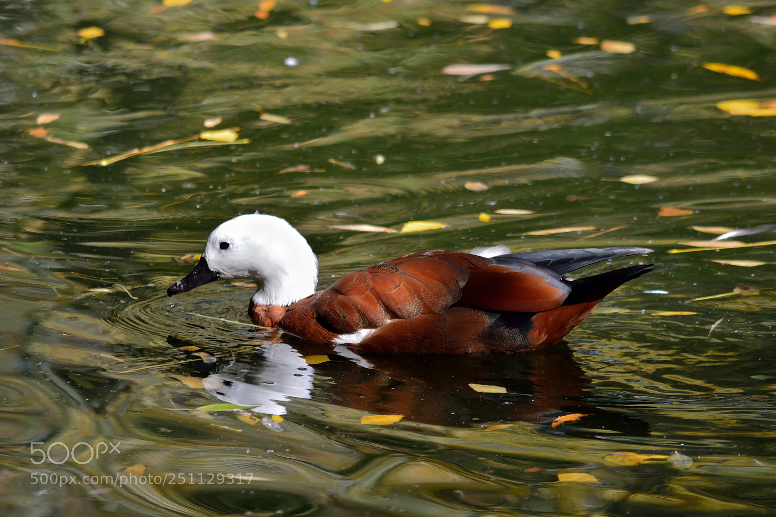Nikon D5200 sample photo. Birds photography