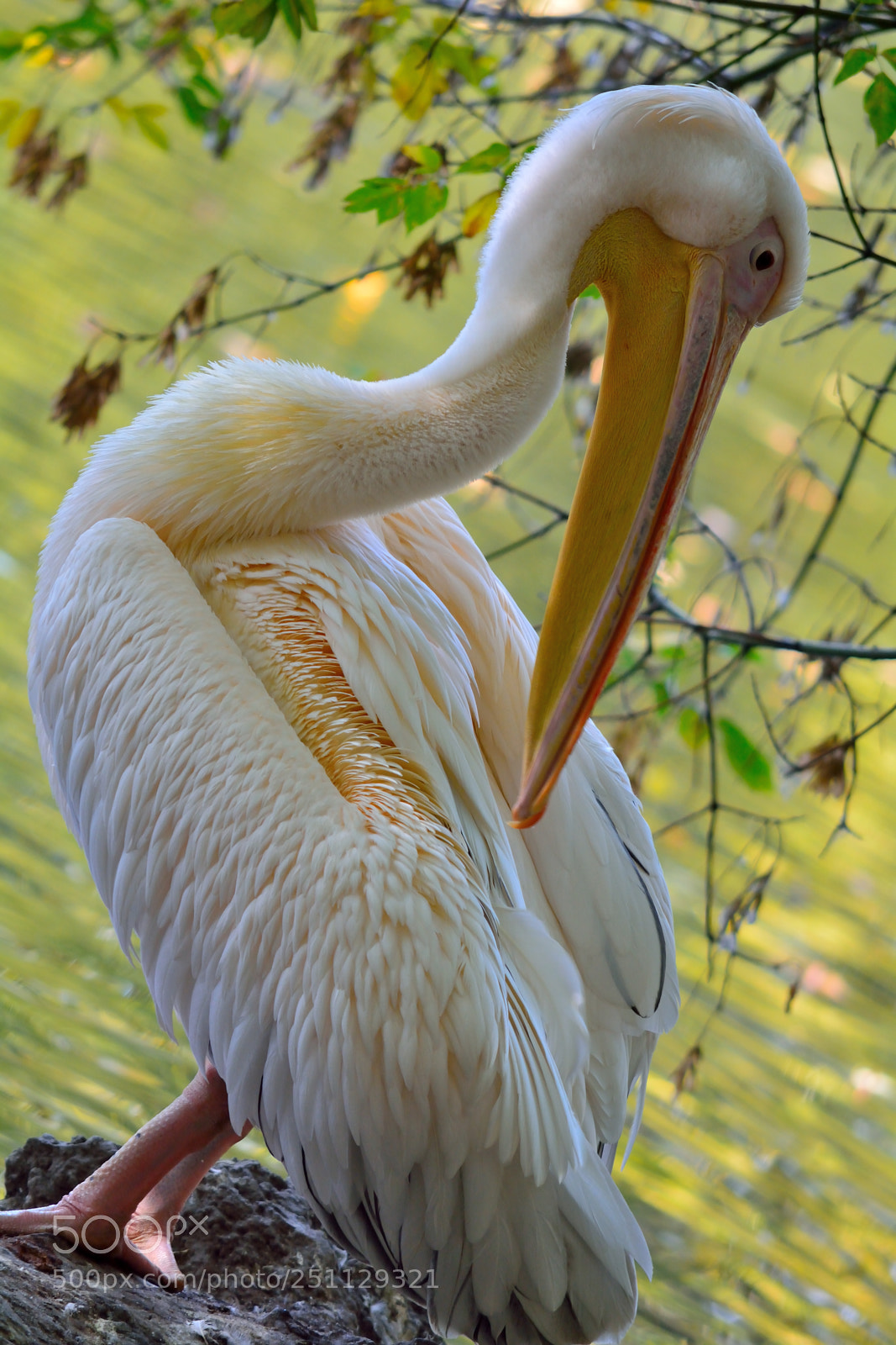 Nikon D5200 sample photo. Birds photography