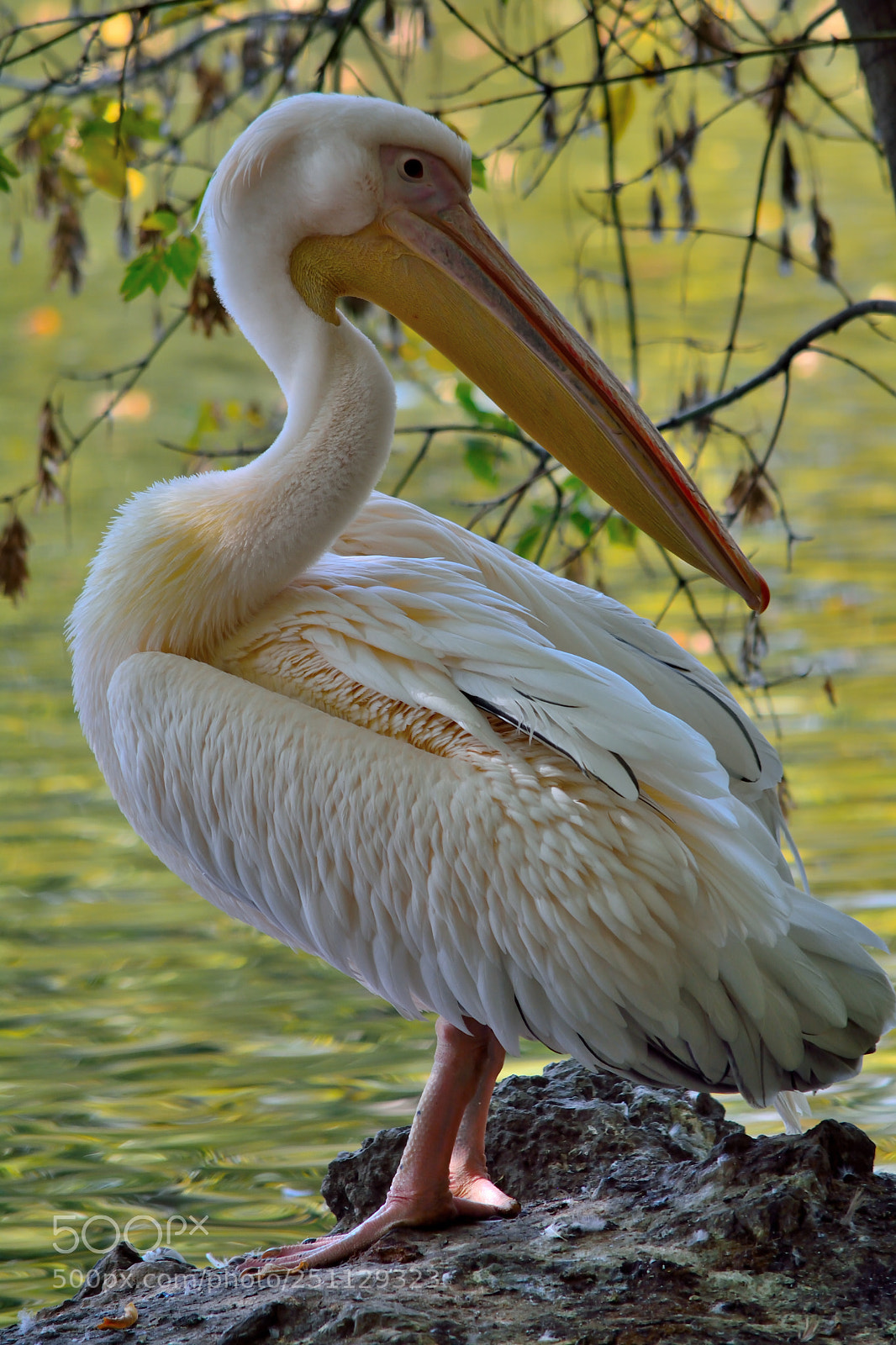 Nikon D5200 sample photo. Birds photography