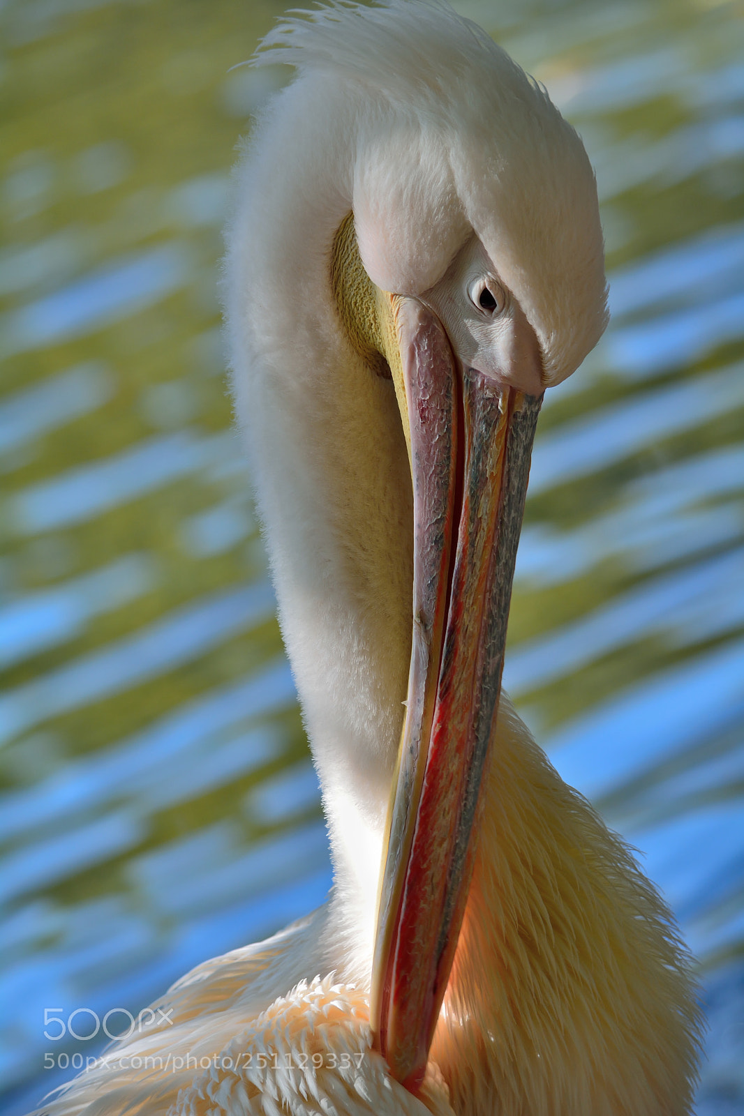 Nikon D5200 sample photo. Birds photography