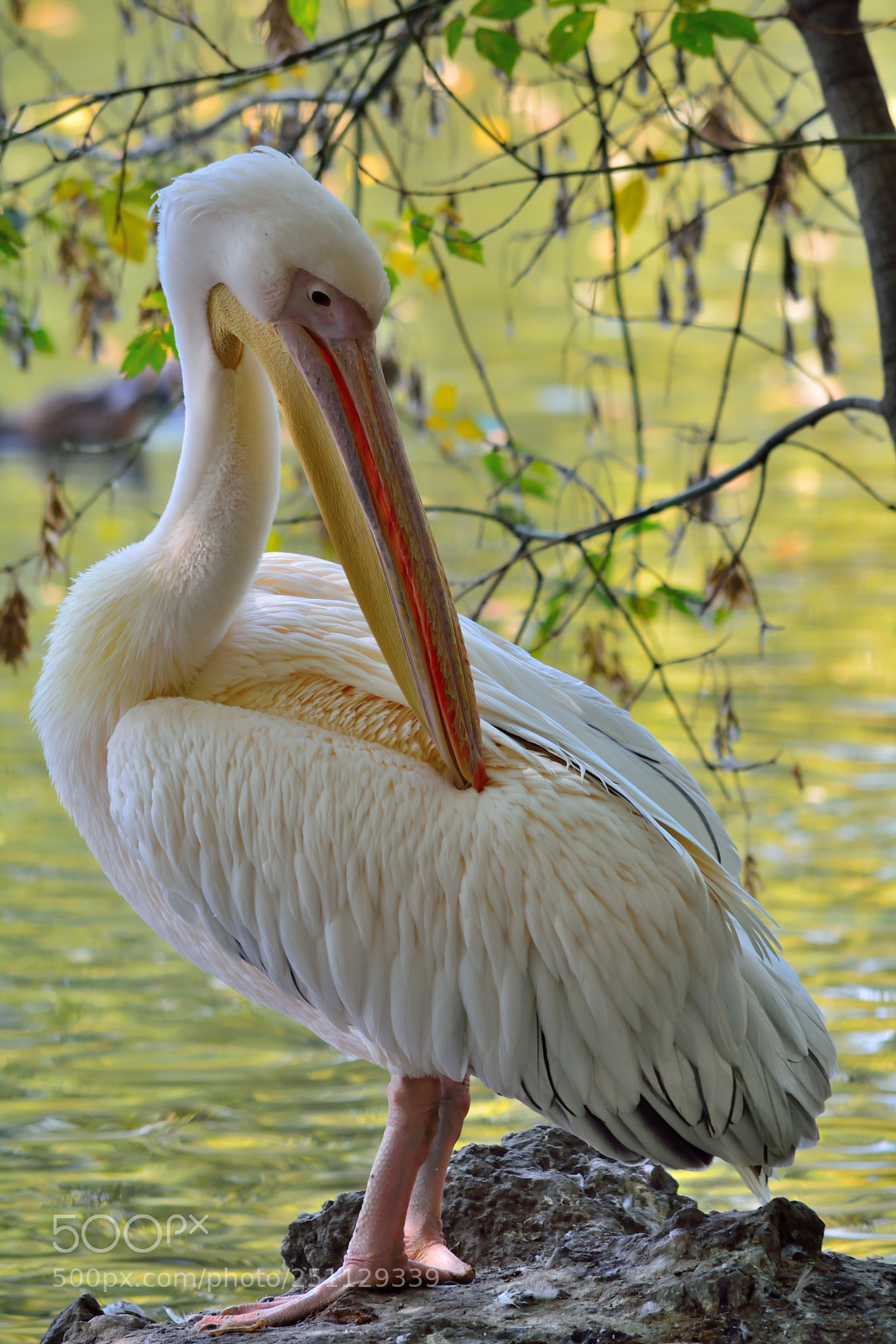 Nikon D5200 sample photo. Birds photography