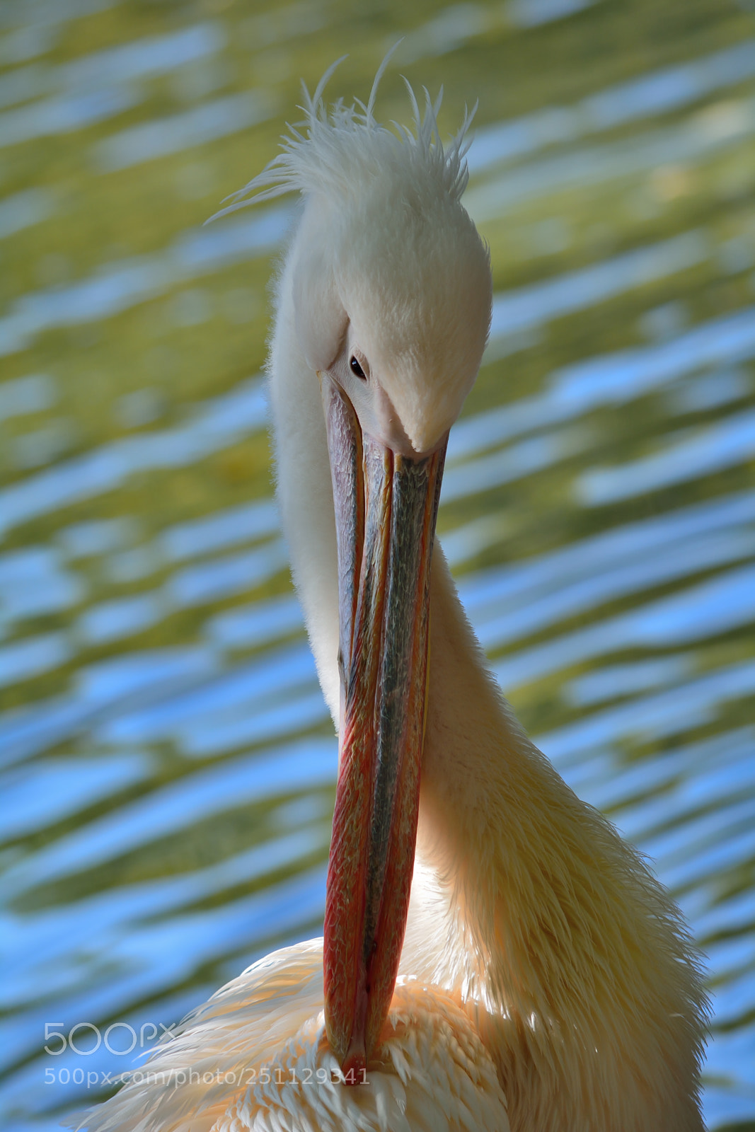 Nikon D5200 sample photo. Birds photography