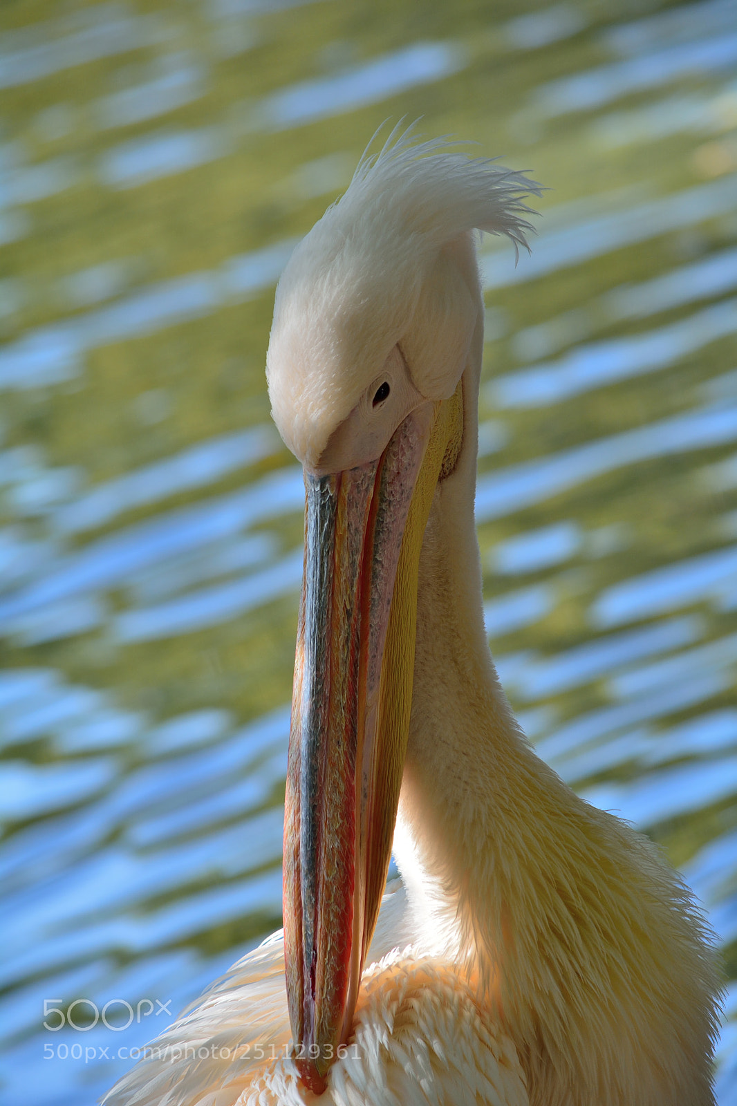 Nikon D5200 sample photo. Birds photography