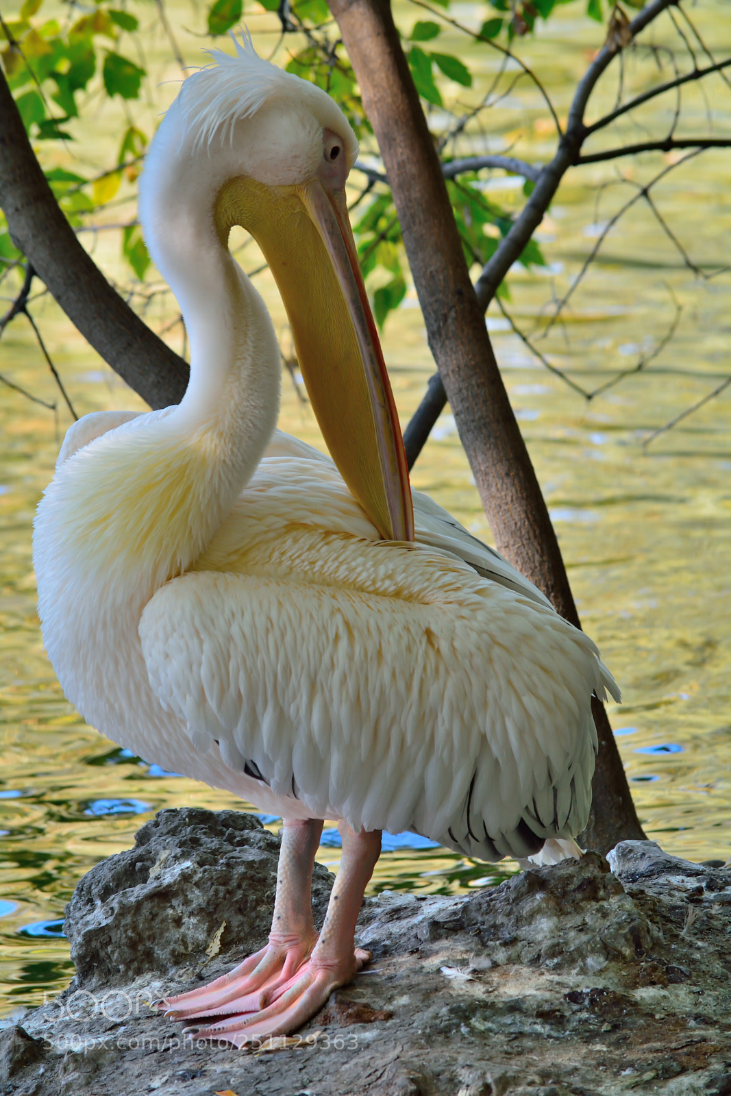 Nikon D5200 sample photo. Birds photography
