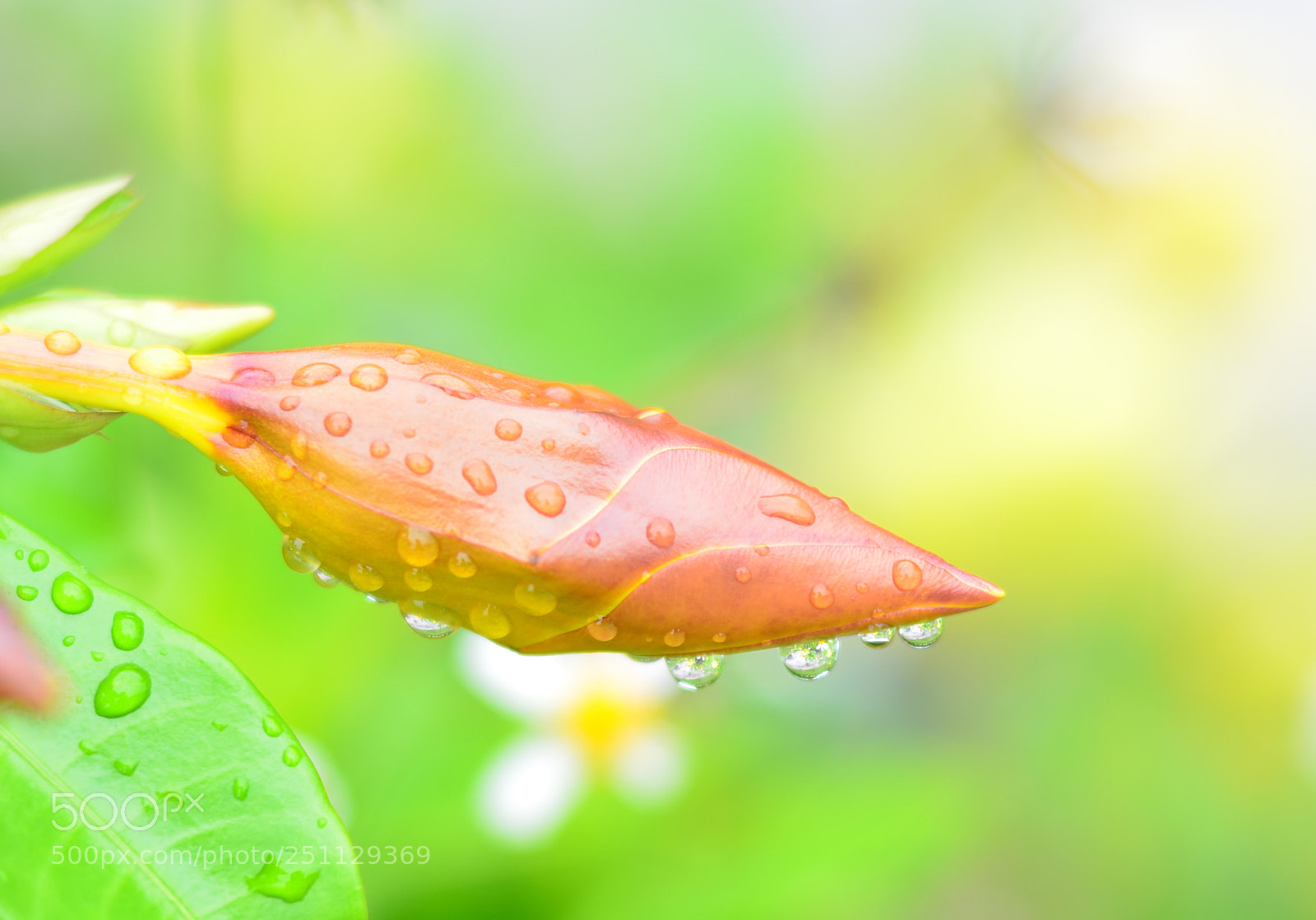Nikon D7000 sample photo. G1 photography