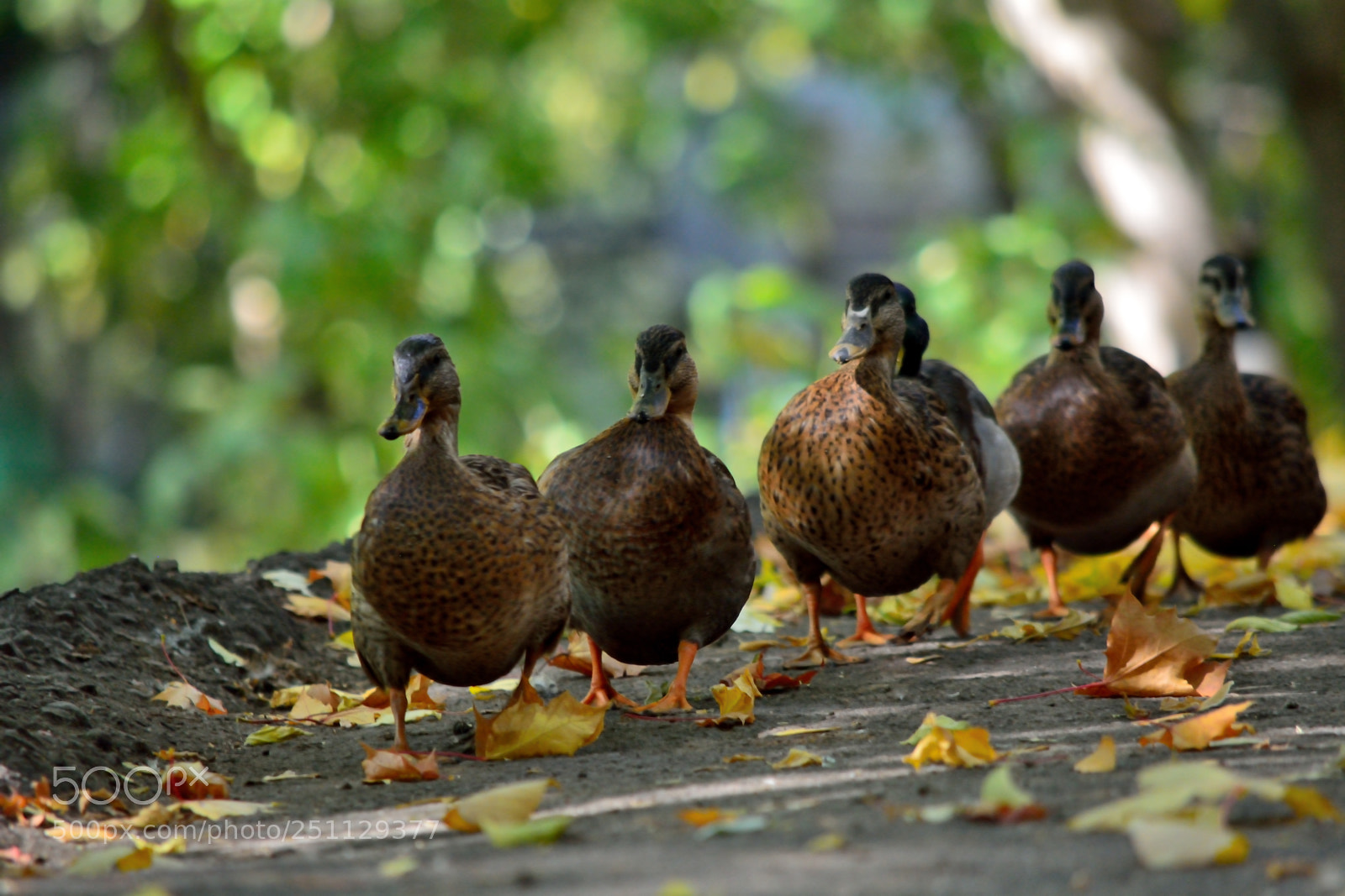 Nikon D5200 sample photo. Birds photography